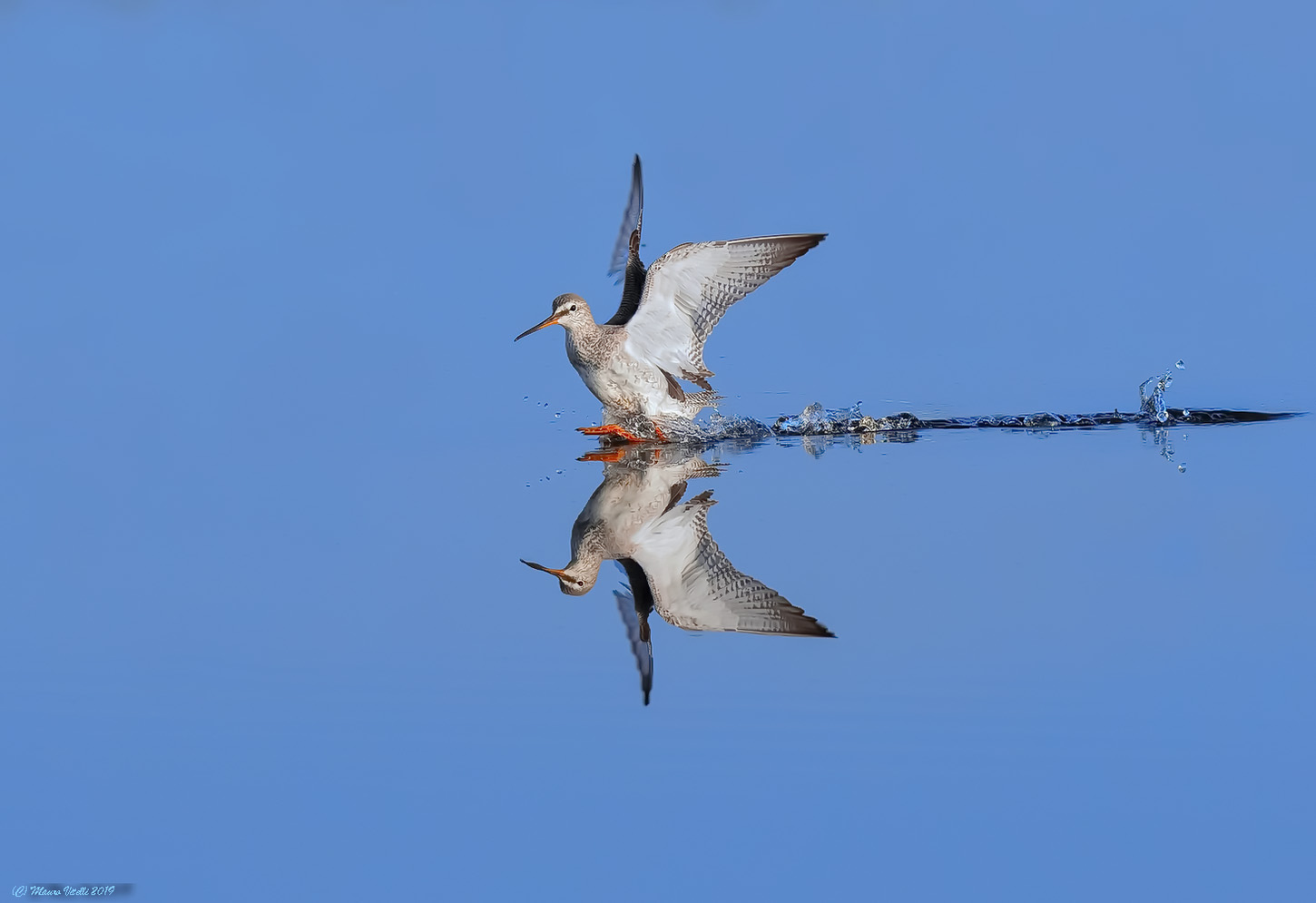 Totano Moro (Tringa erythropus)