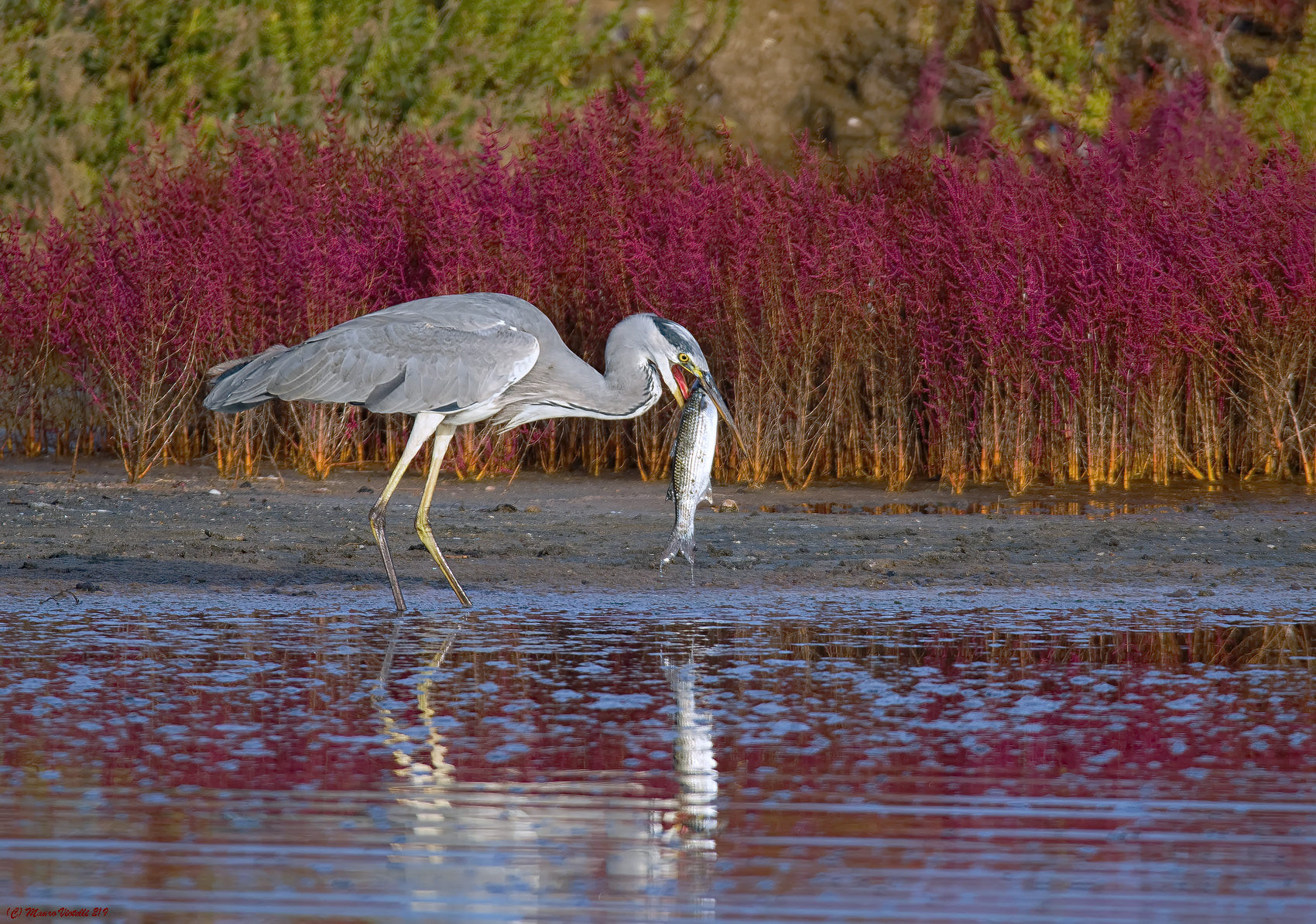 Exaggerated!! Ash heron