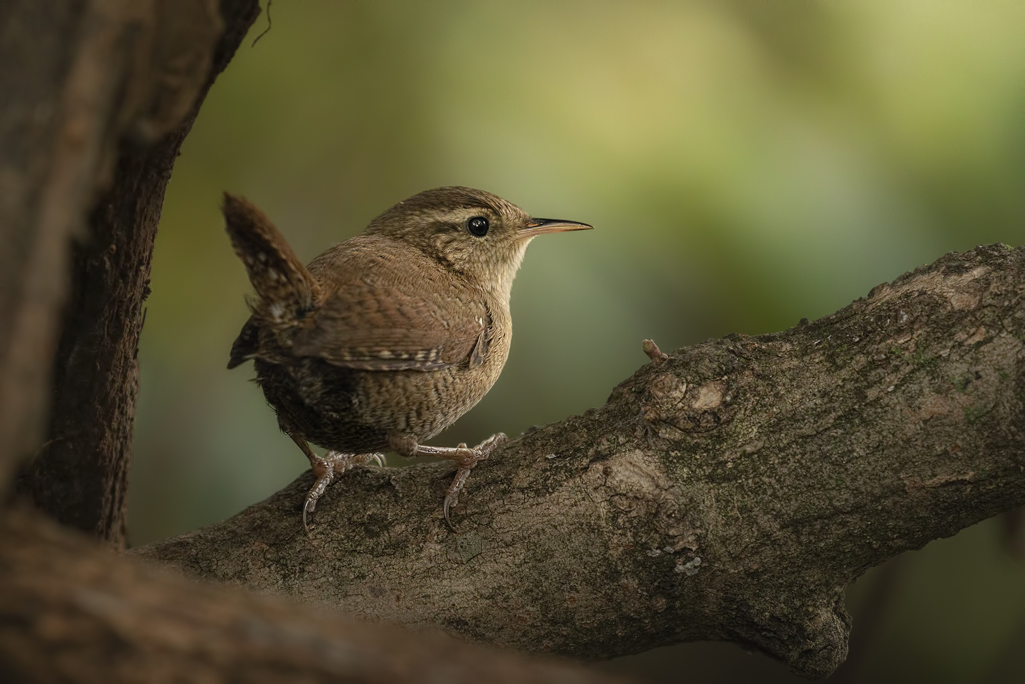 Wren