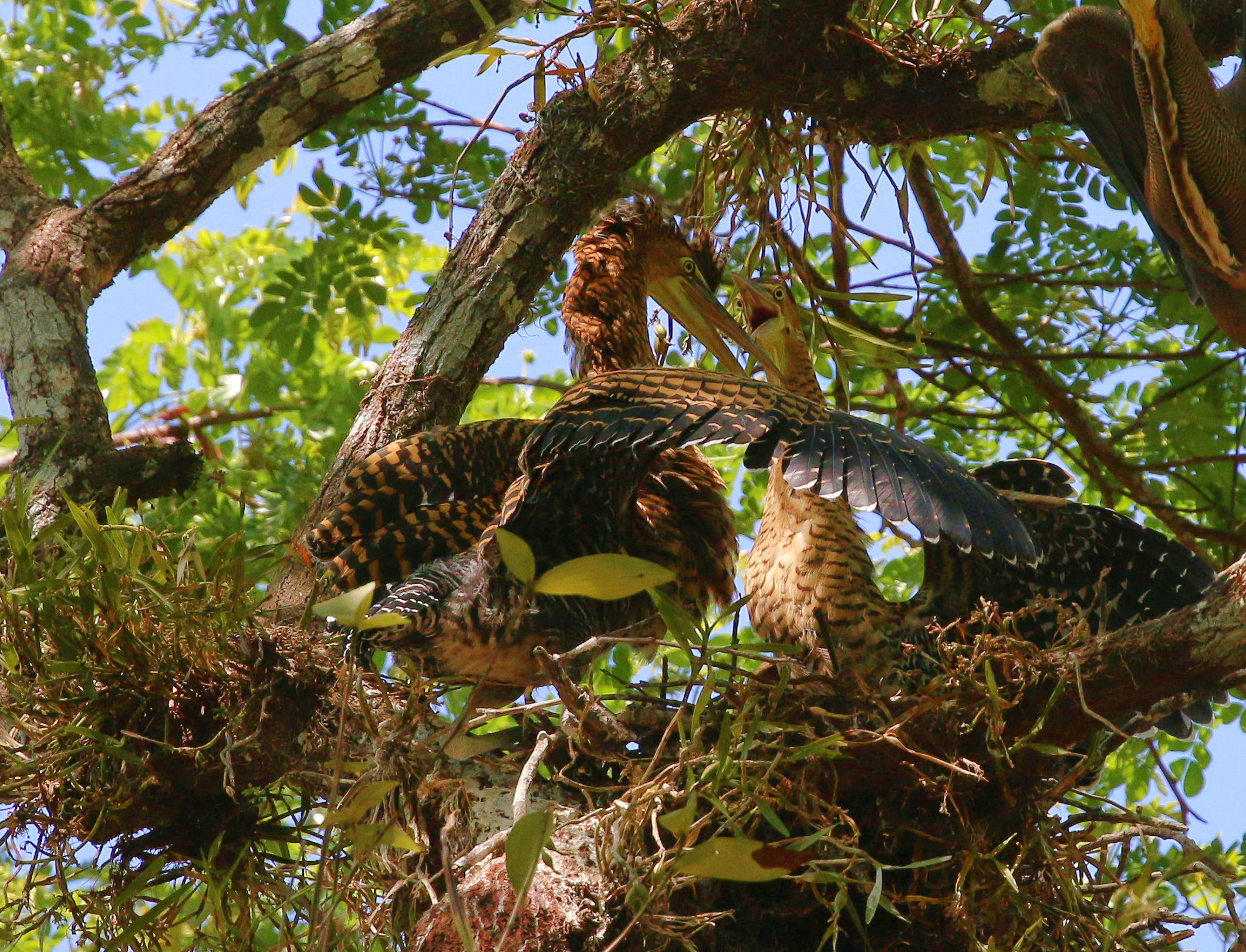 Heron pulls tiger naked throat