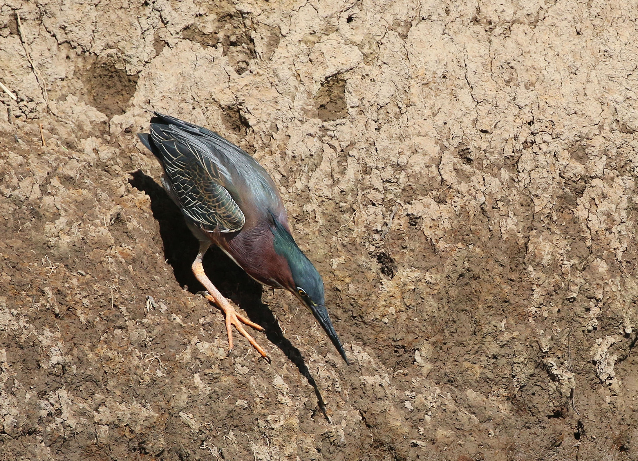 Green heron Butorides virescens)