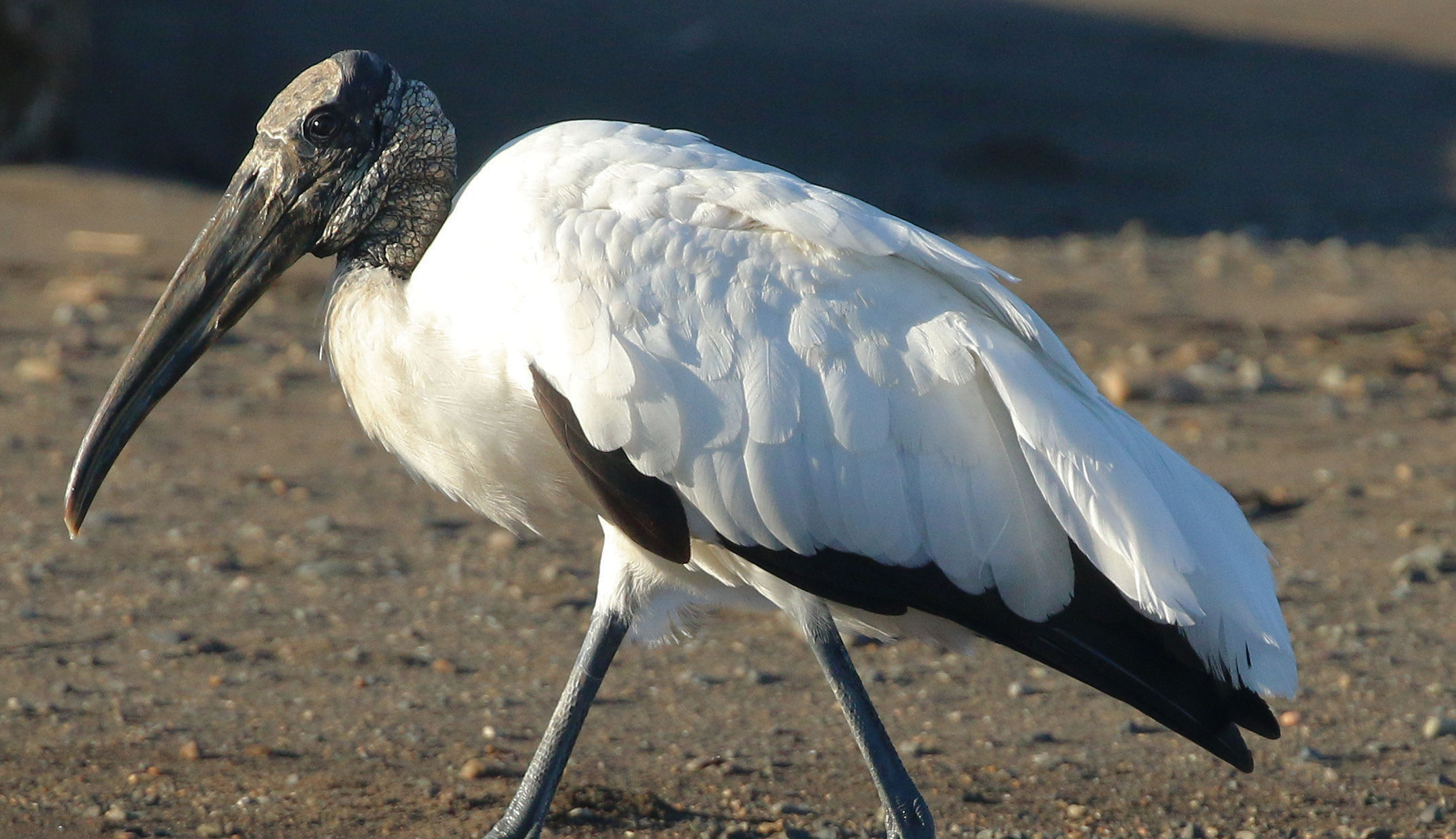 American stork (American Mycteria)