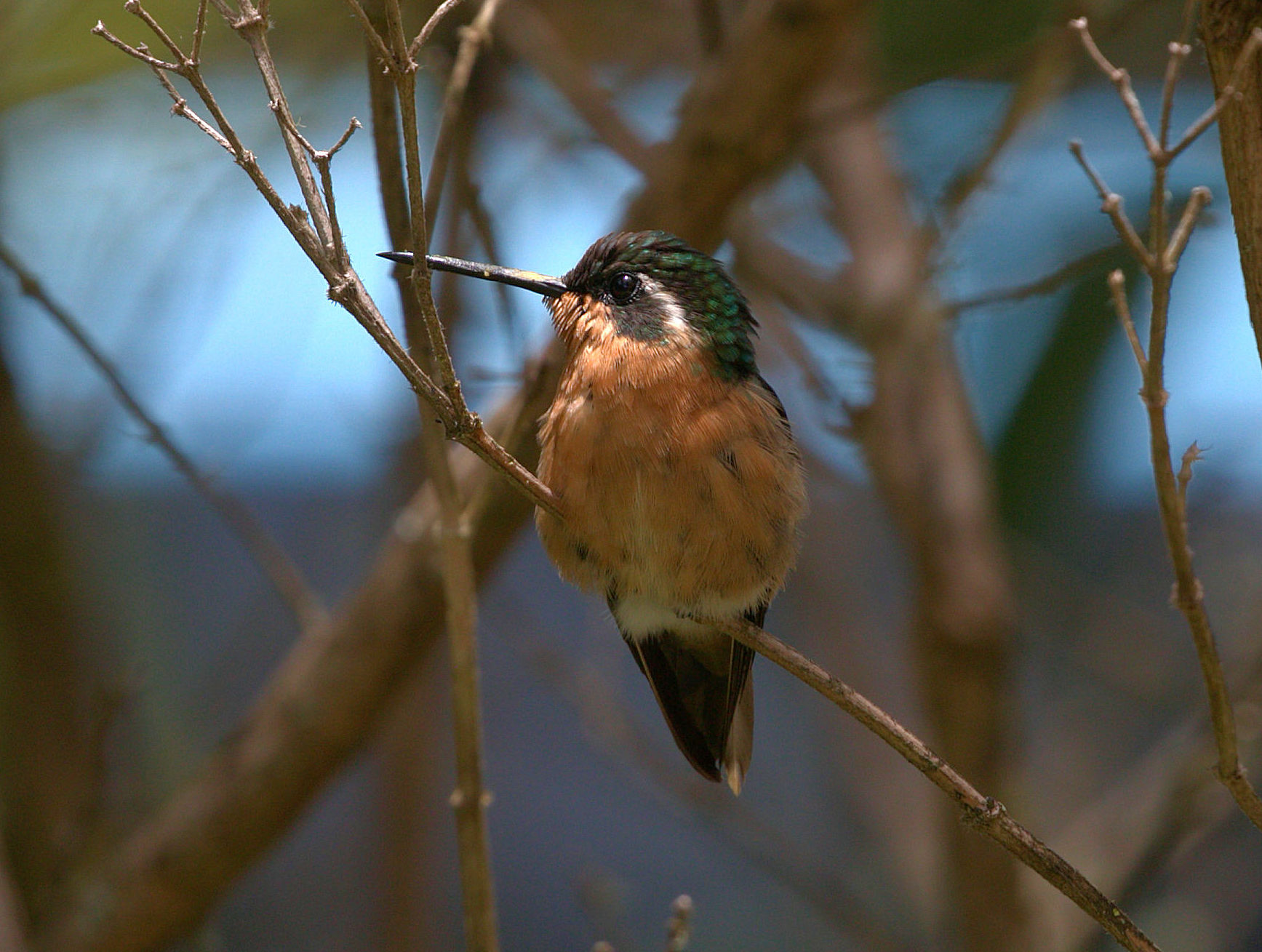 Throatviola orogemma