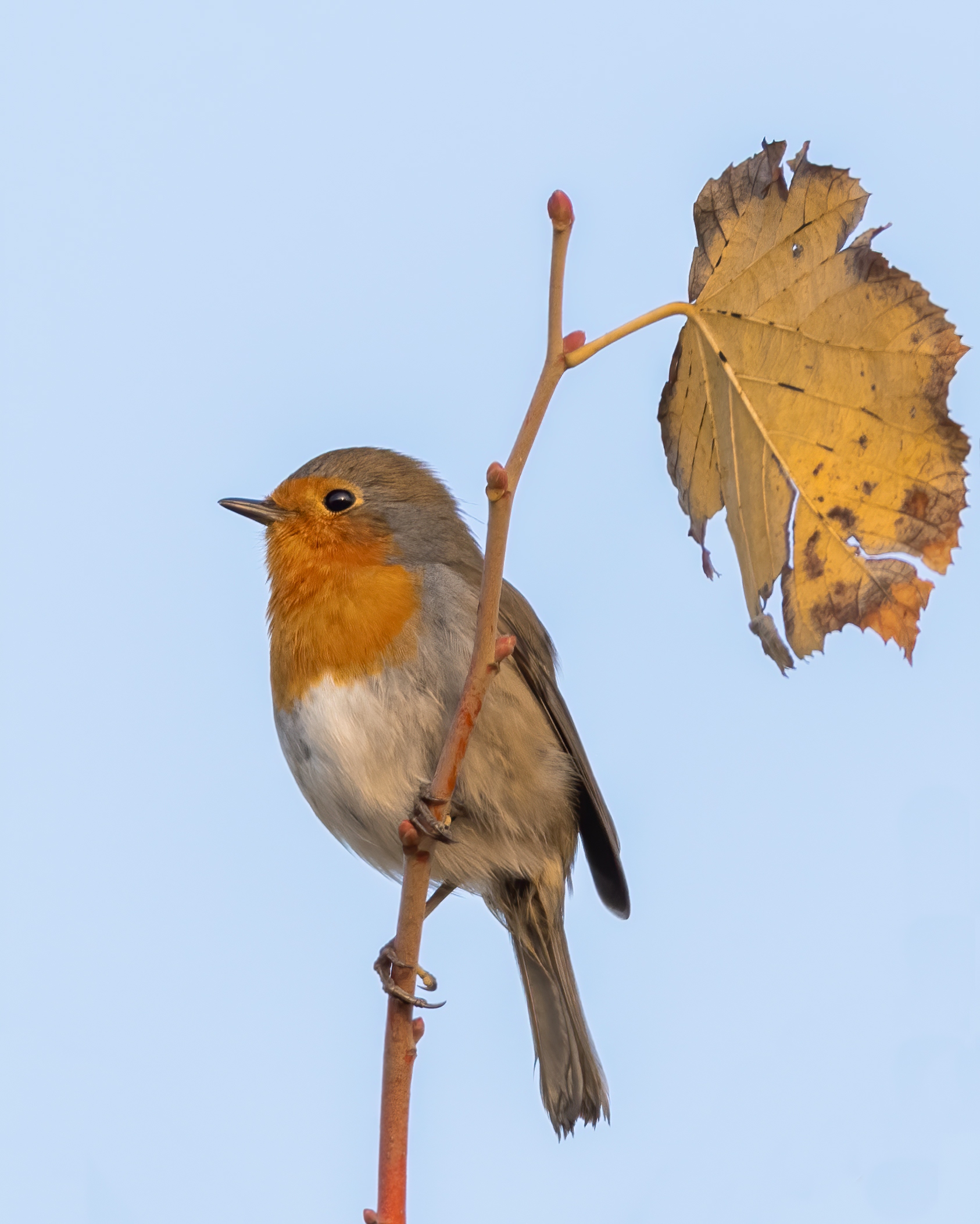 Robin on the highest branch