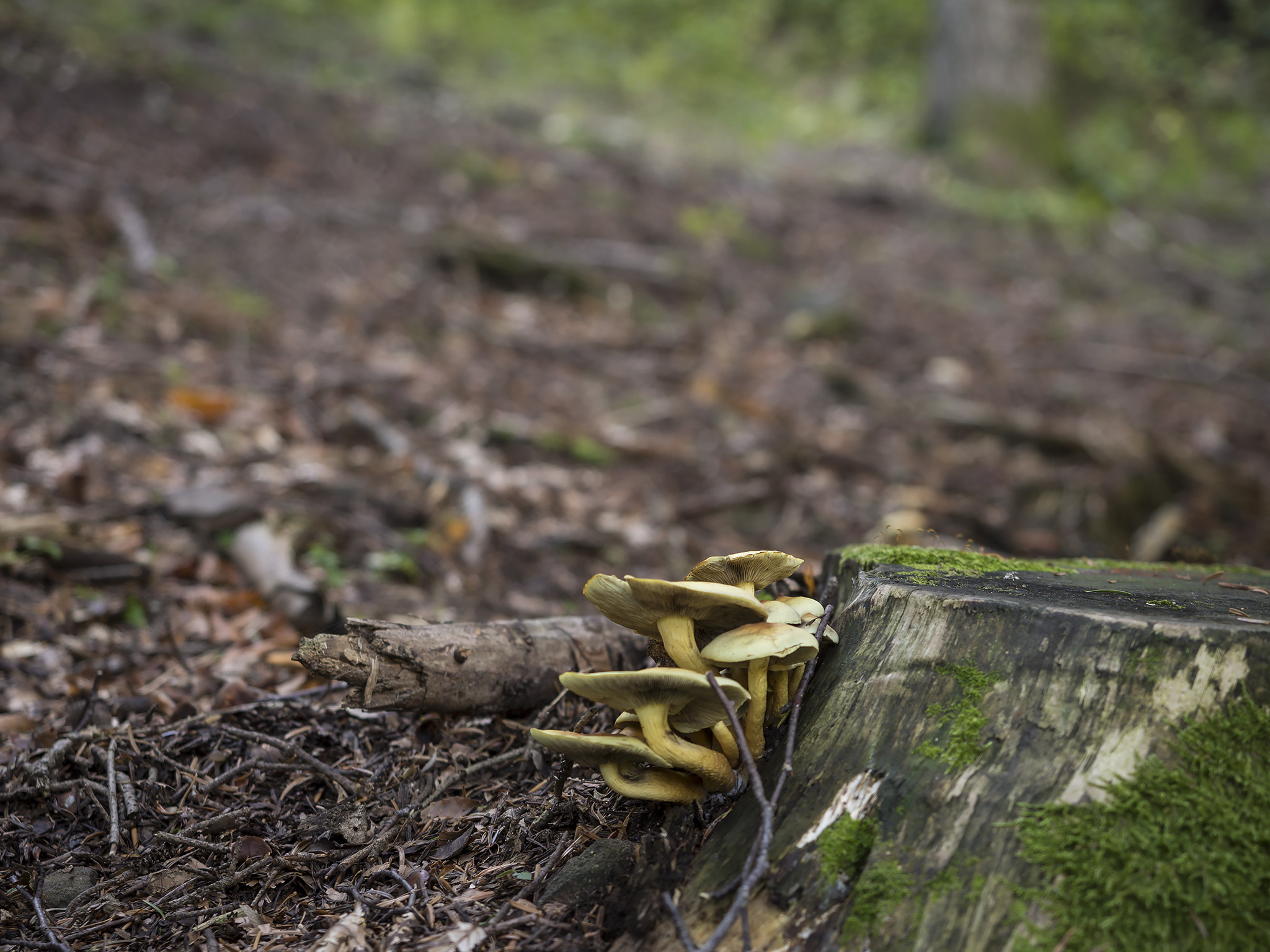 On the trail to Dardagna Falls