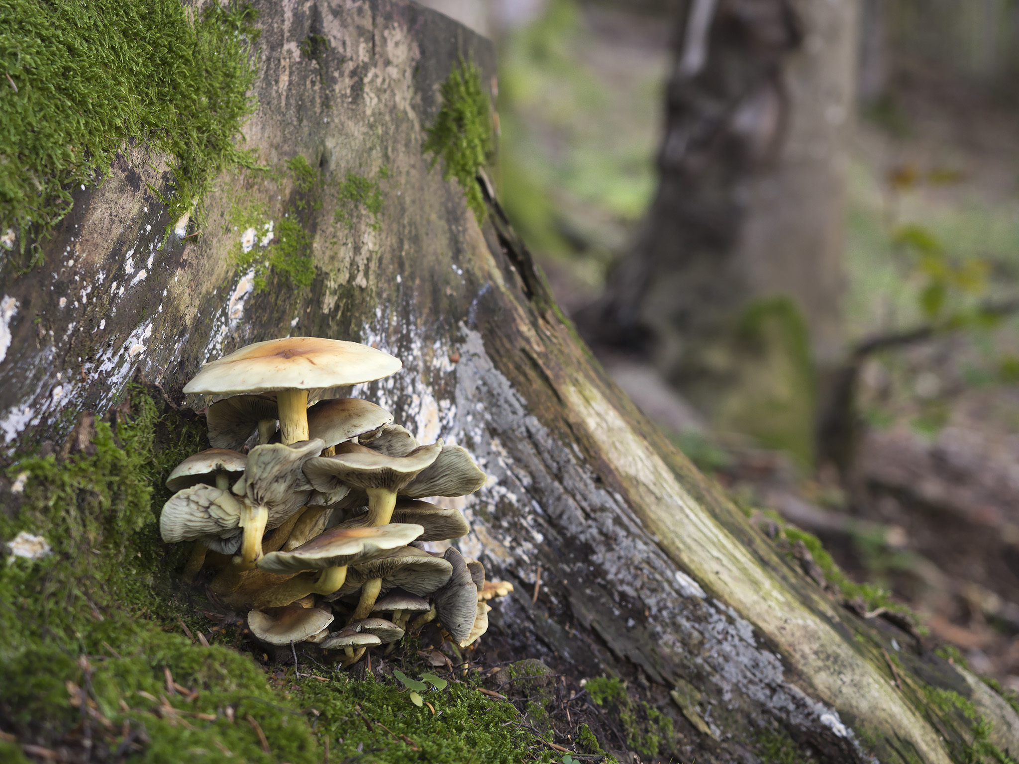 On the trail to Dardagna Falls