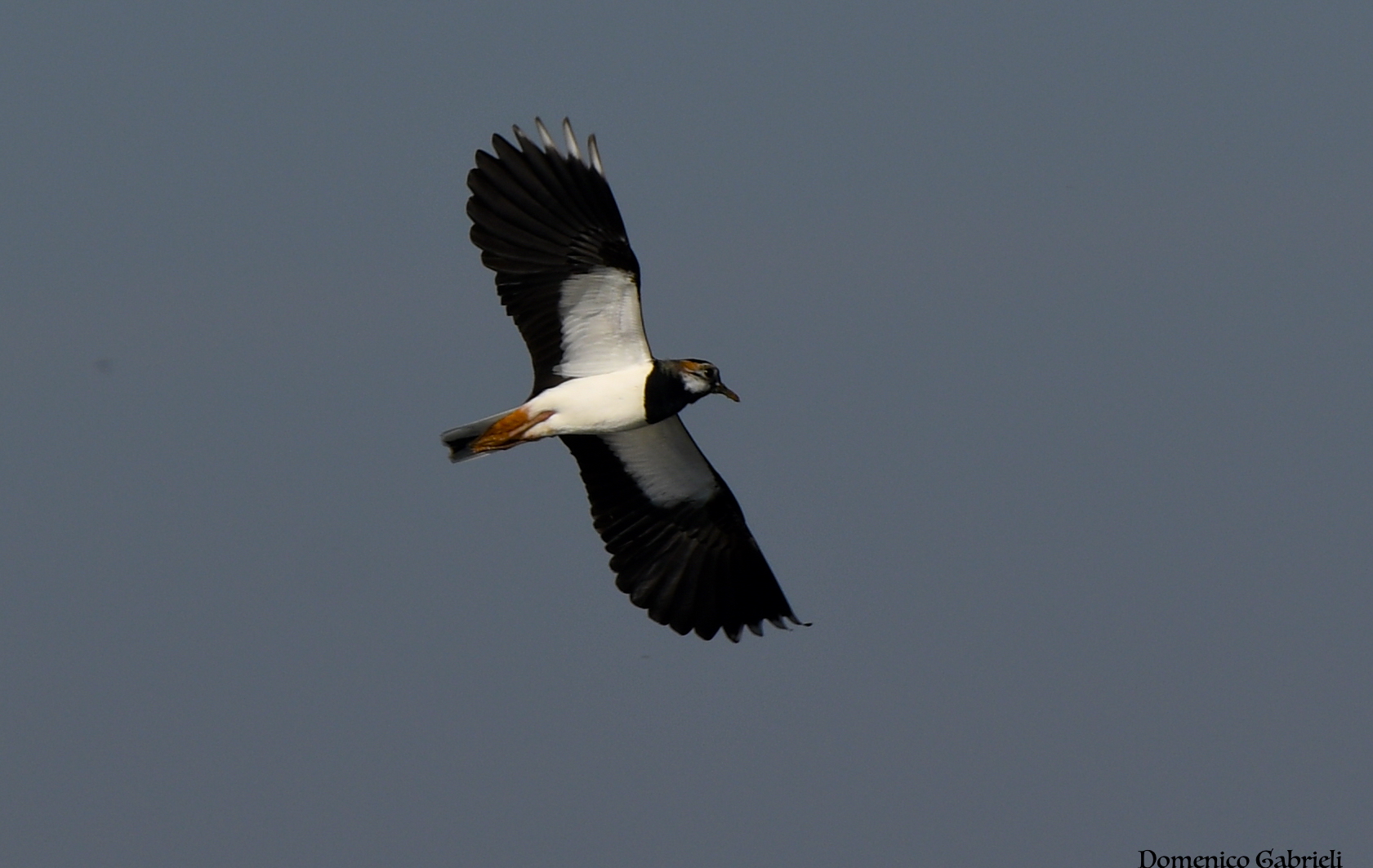 Lapwing