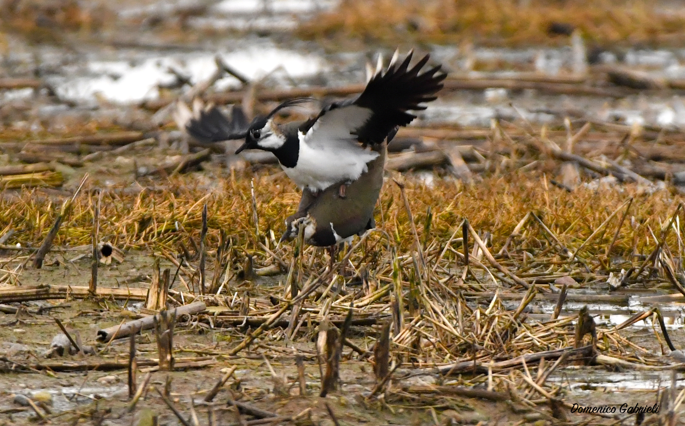 Lapwing
