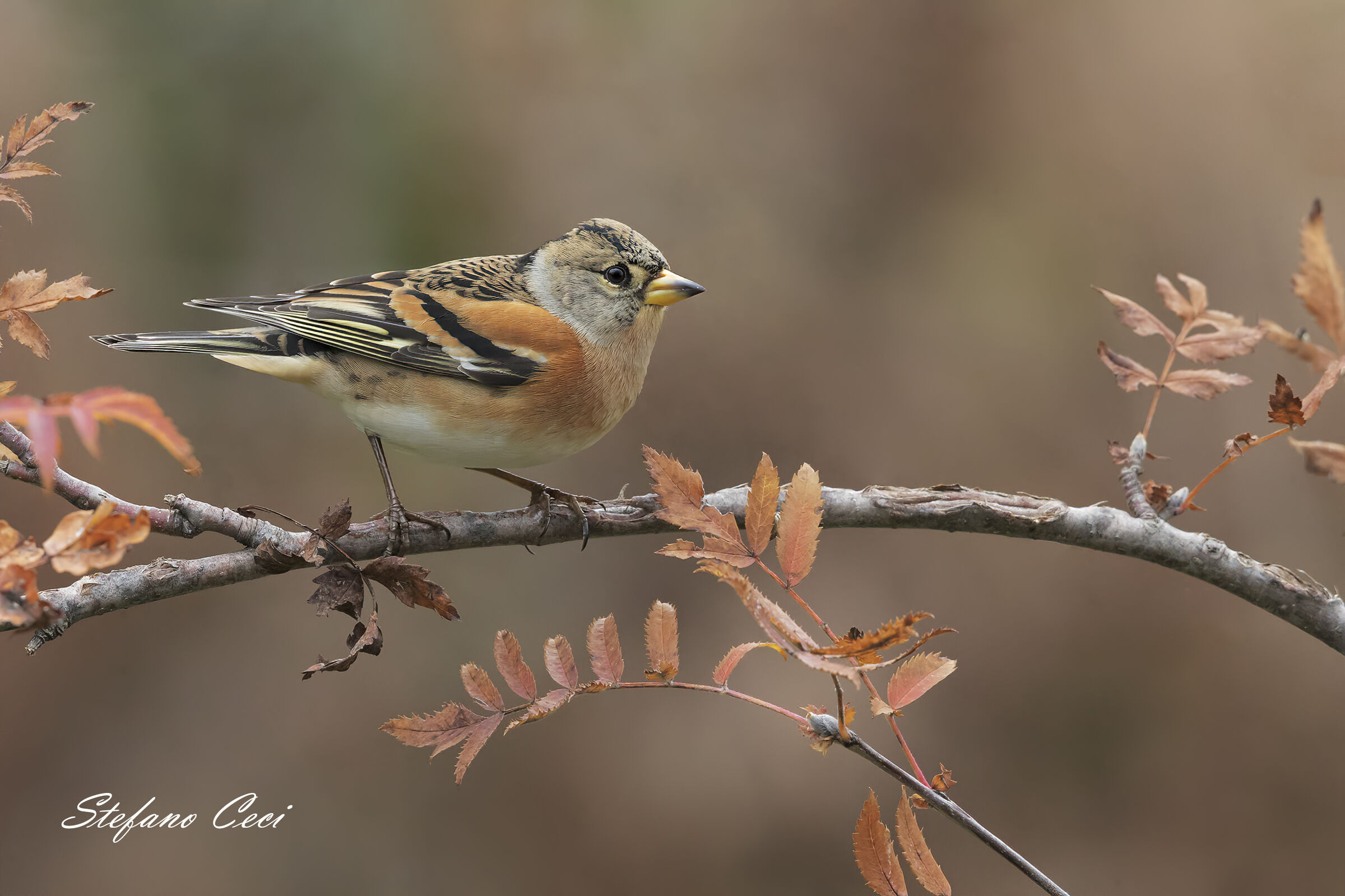 Peppola e i colori dell'autunno