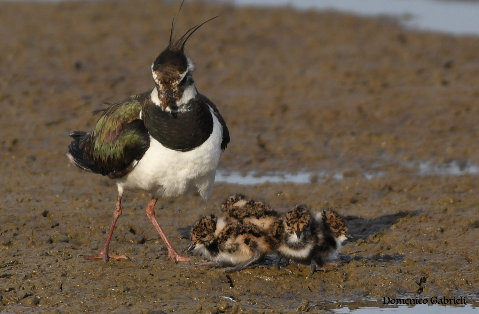 Lapwing