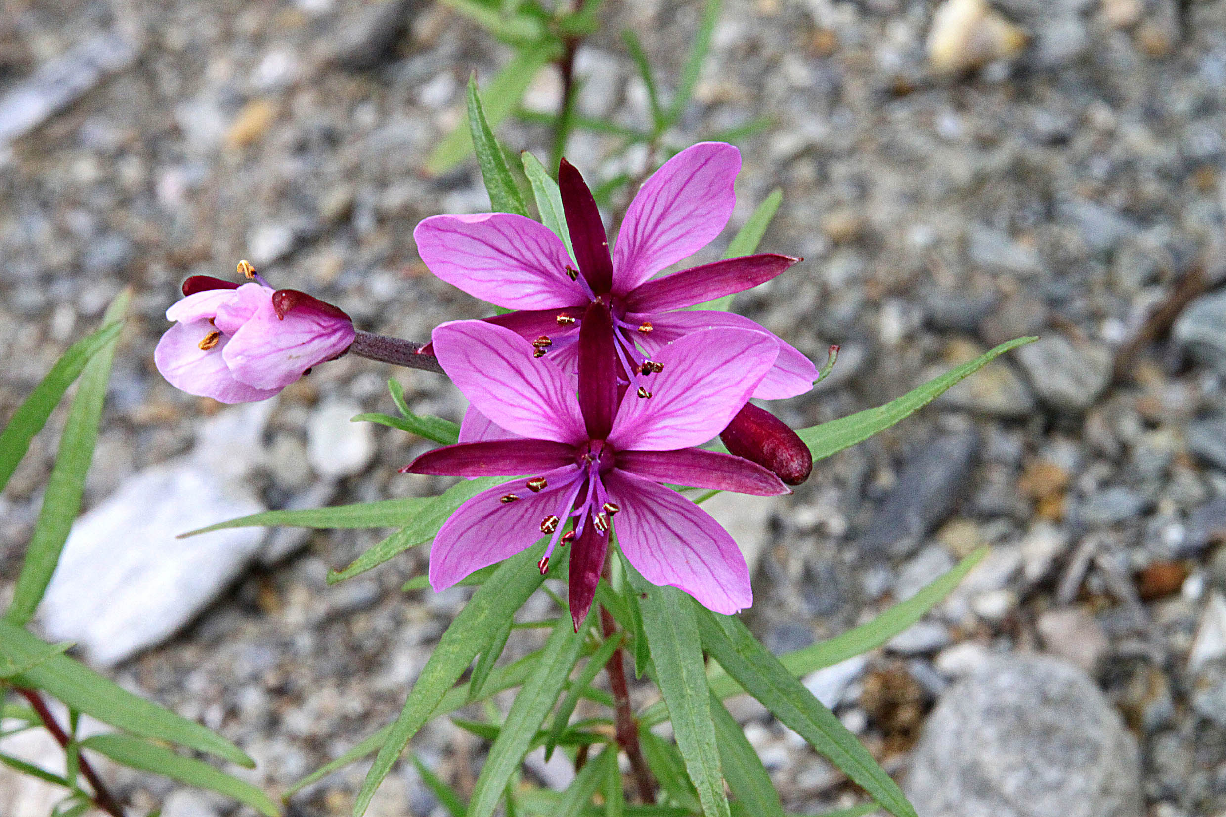 canon 500 d - obbiettivo sigma 180 macro