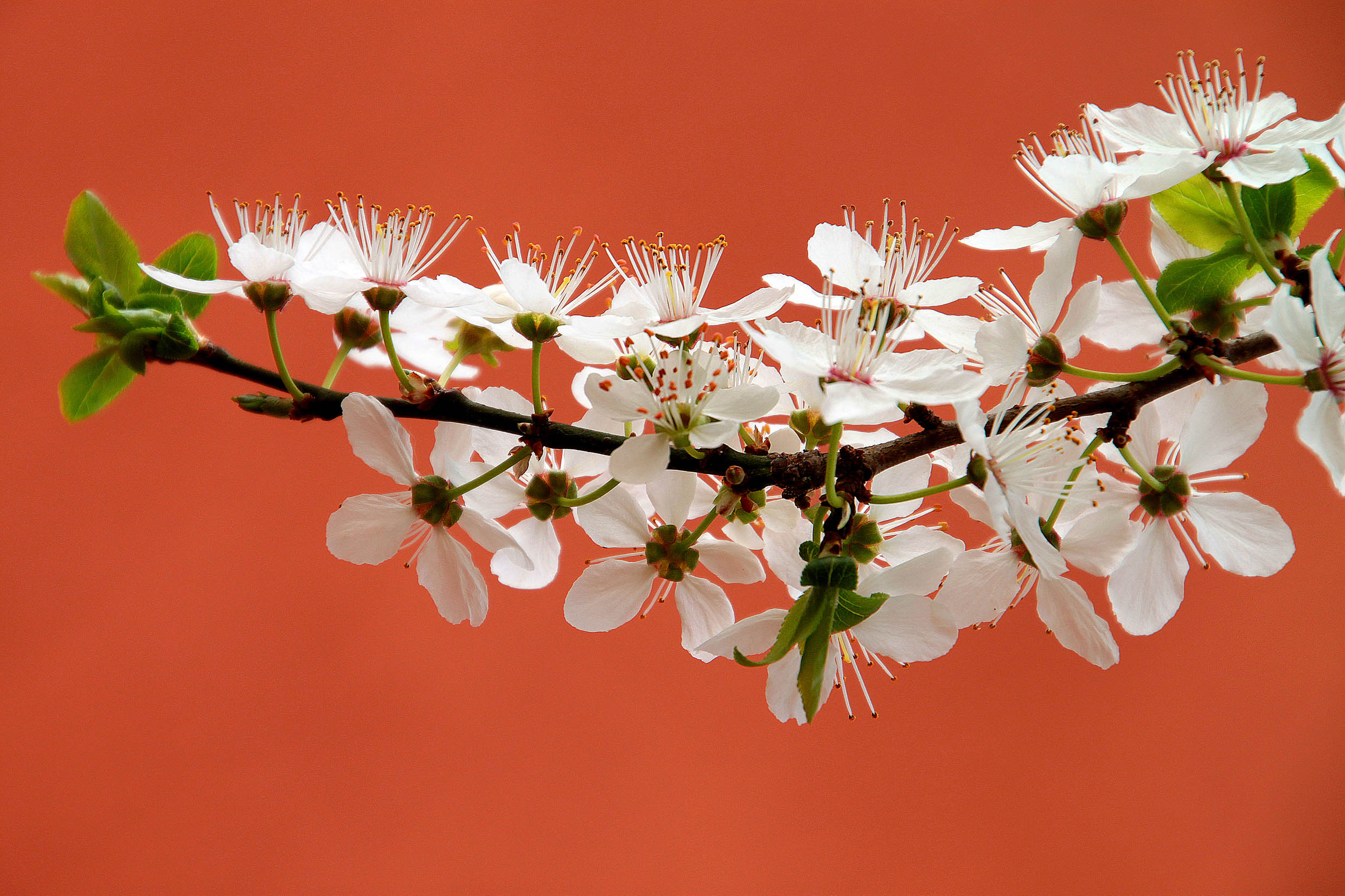 canon 500 d - 180 sigma macro lens