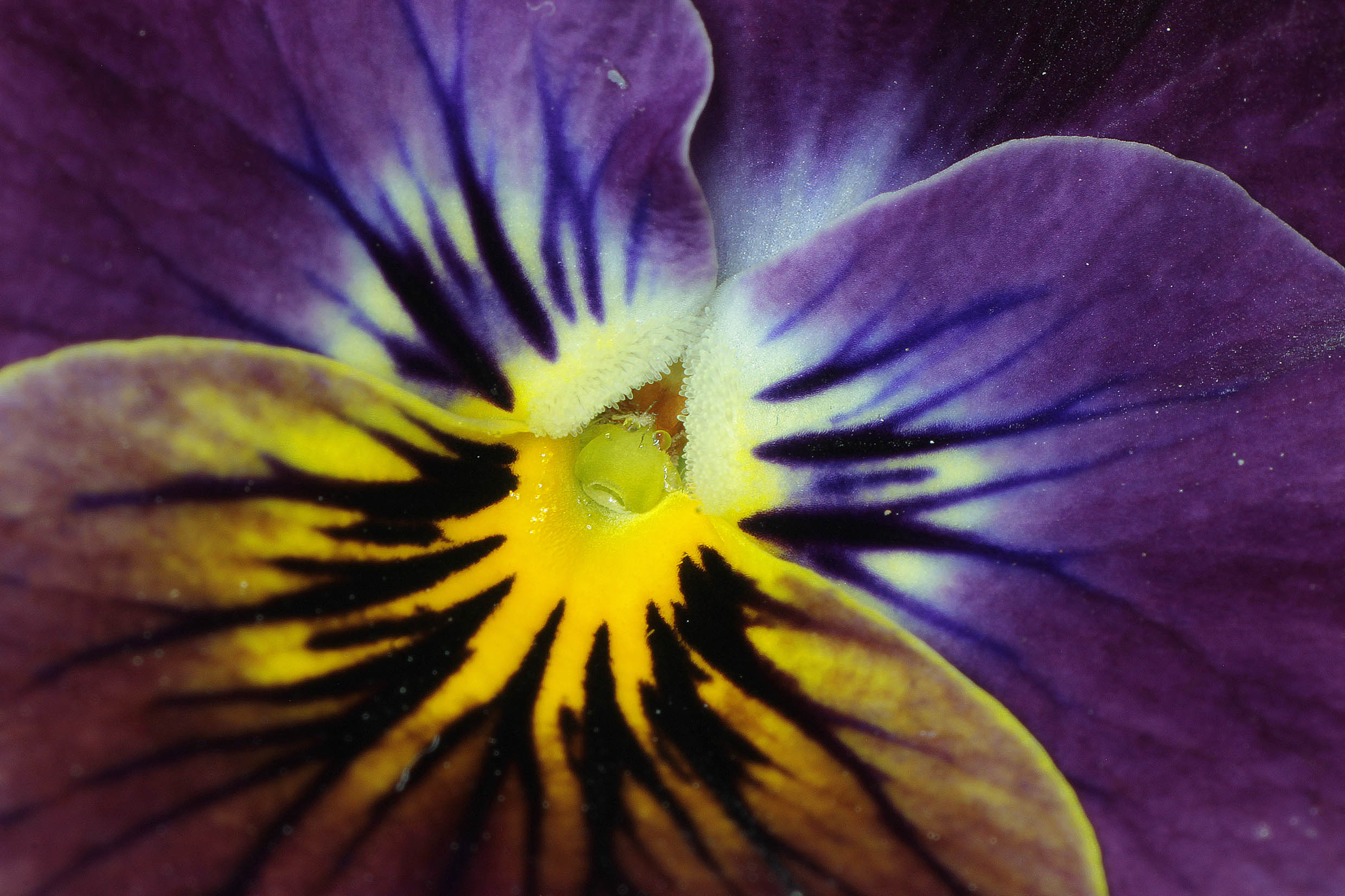 canon 500 d - 180 sigma macro lens