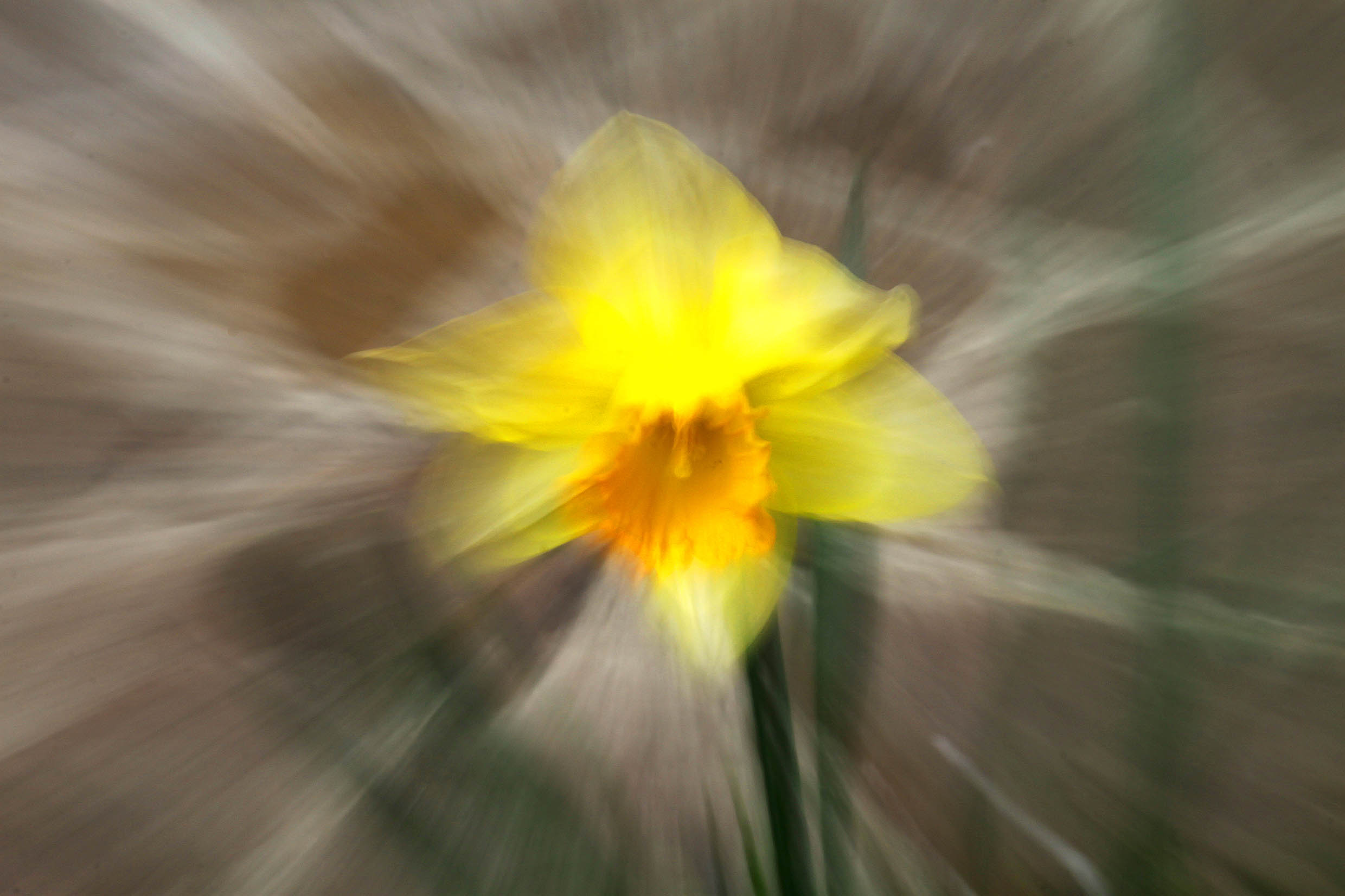 canon 500 d - obbiettivo Tokina 100 macro