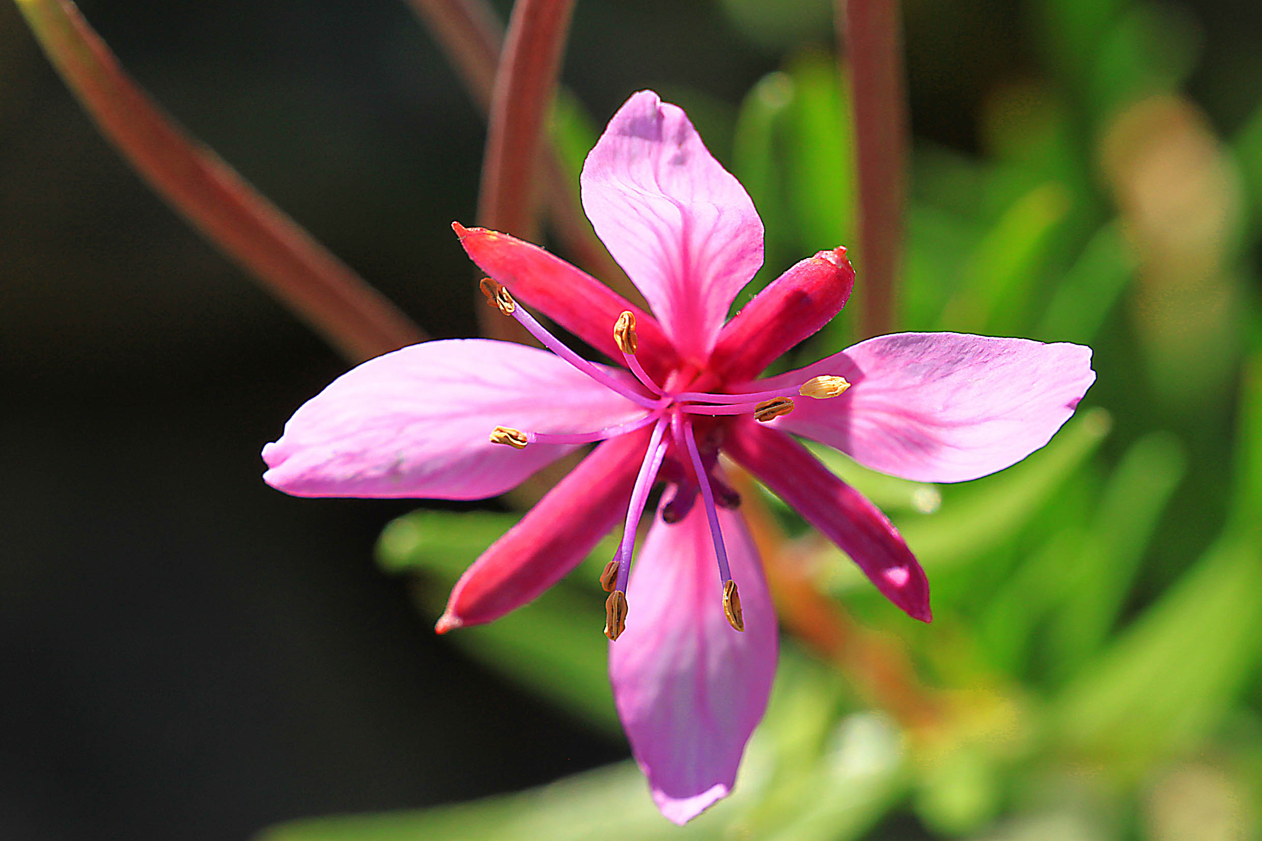 canon 500 d - obbiettivo sigma 180 macro