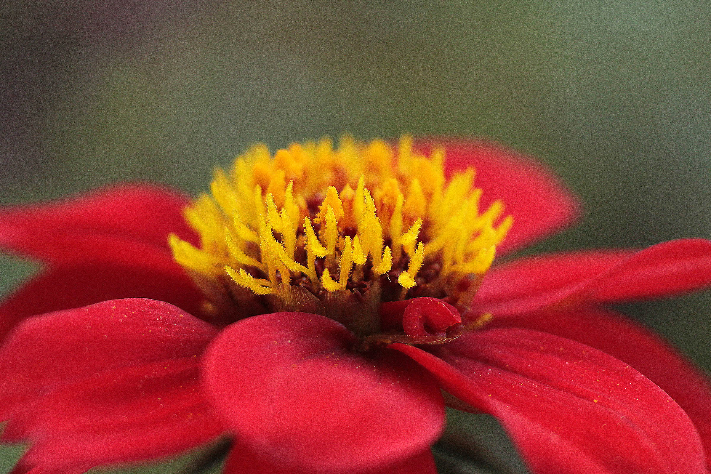 canon 500 d - obbiettivo sigma 180 macro