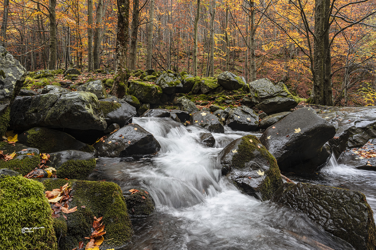The creek and its autumn colours