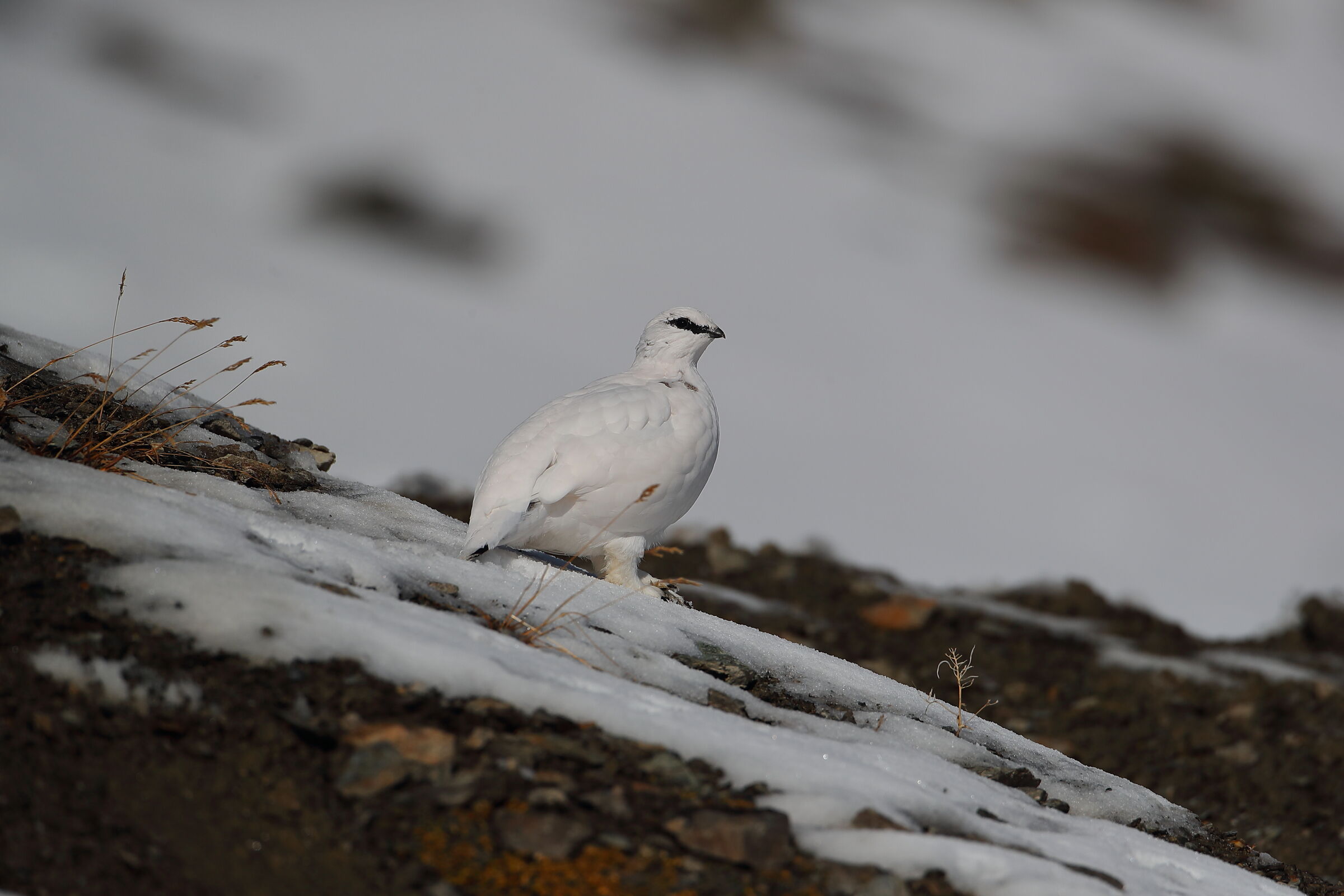 White partridge