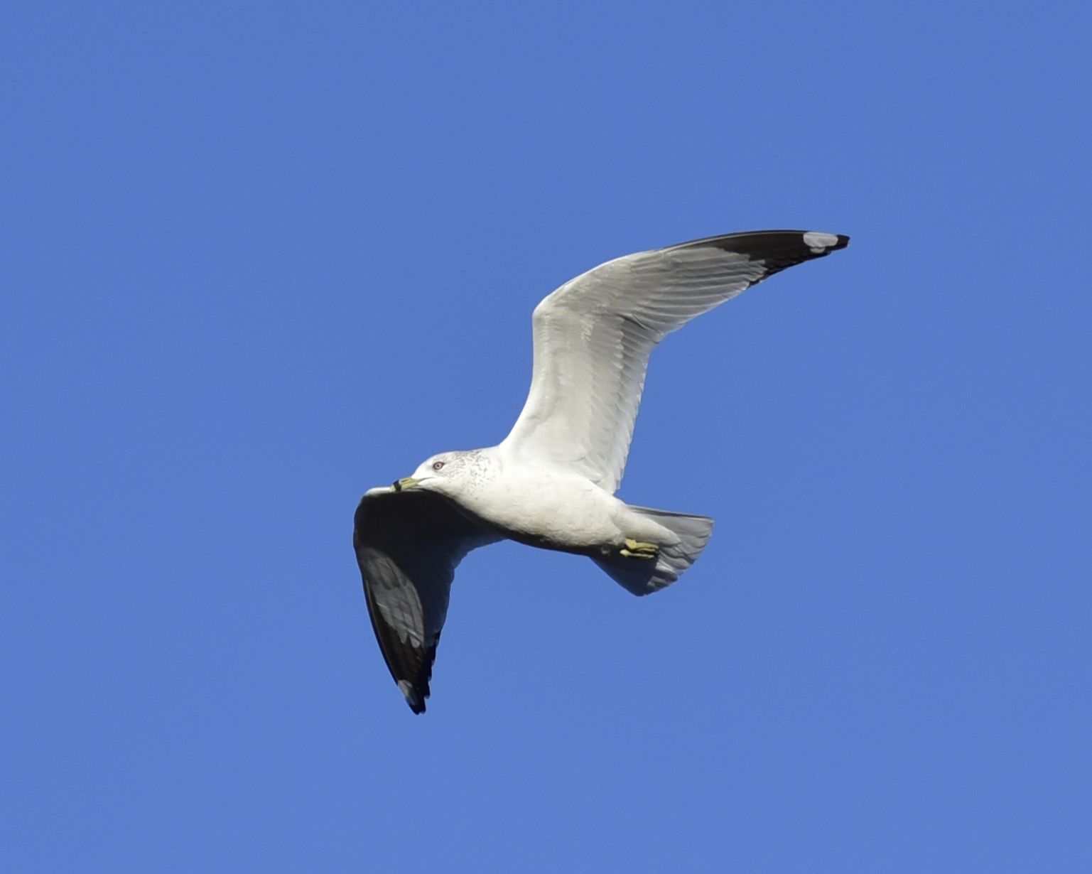 Sea Gull above McKinney Texas