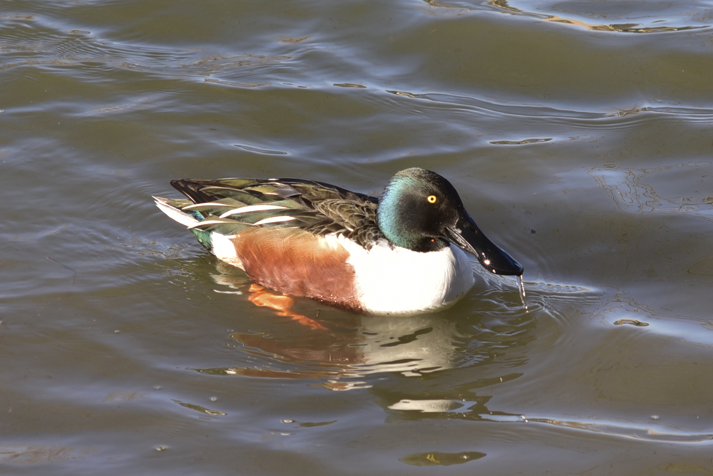 Northern Shoveler