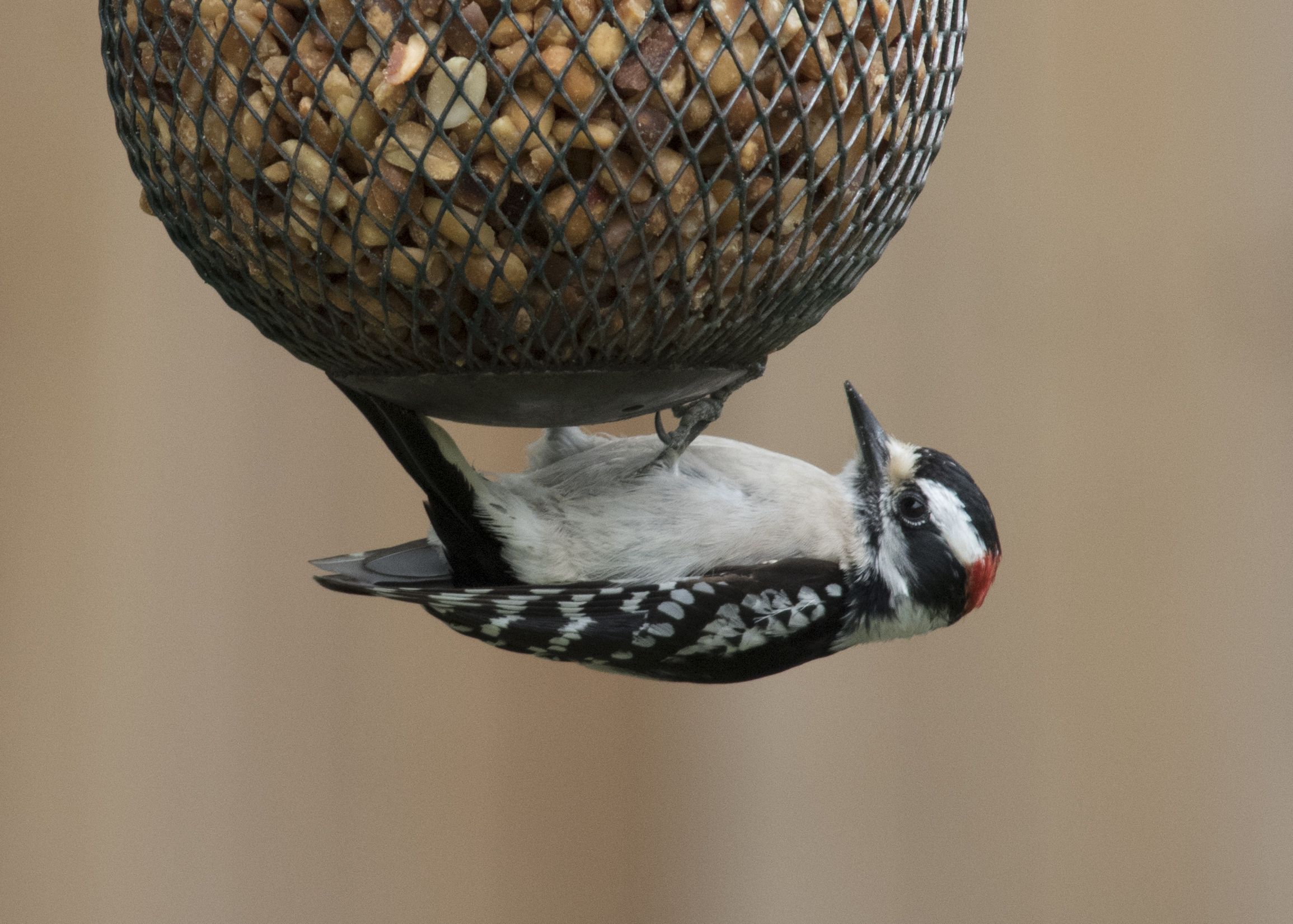 Downey Woodpecker