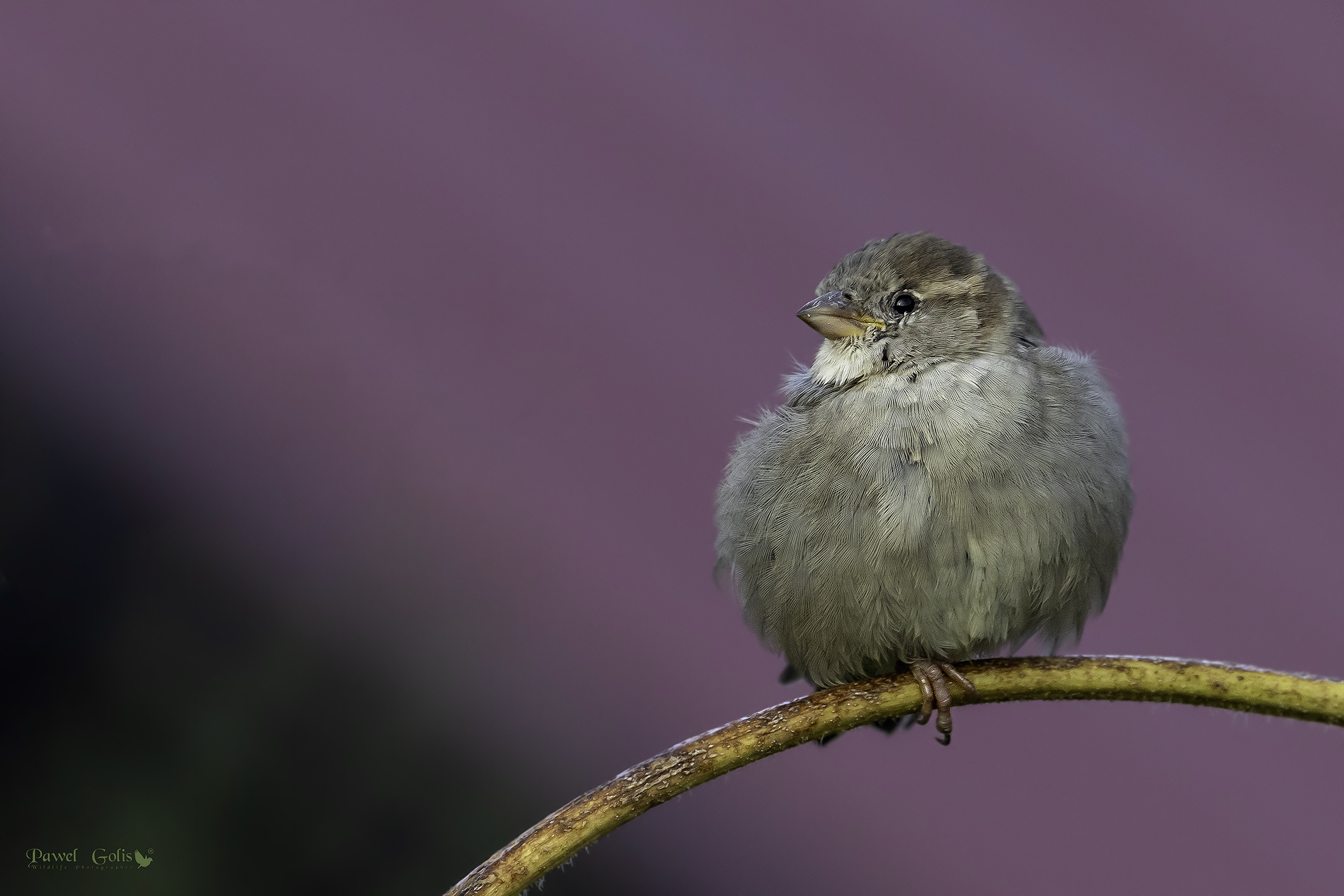 House sparrow (Passer domesticus)