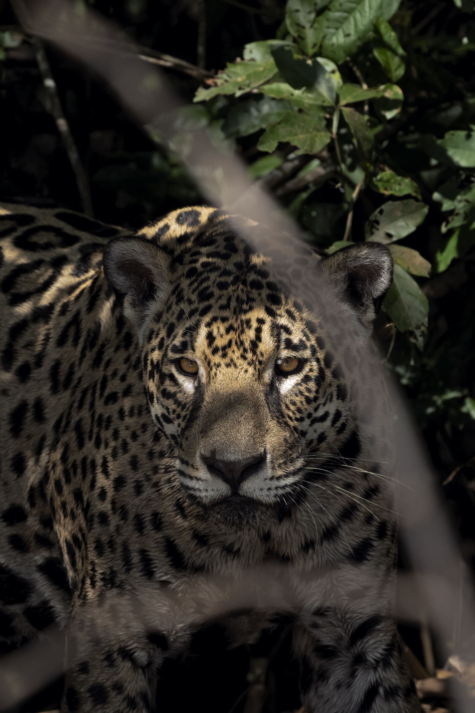 Hidden in the darkness