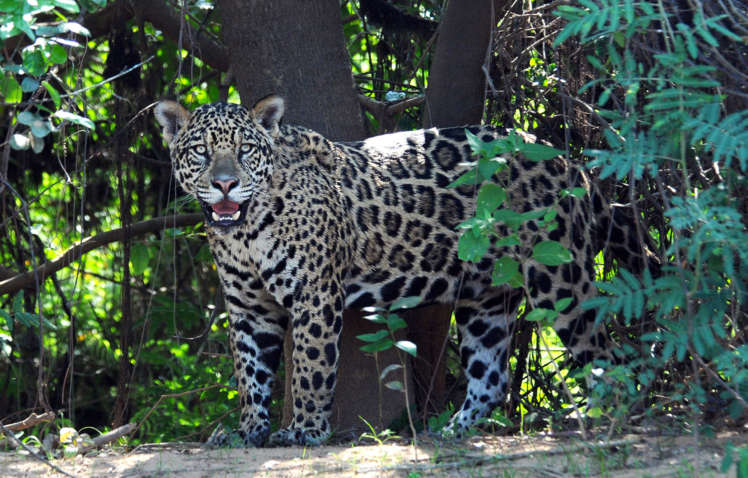Giaguaro al Pantanal