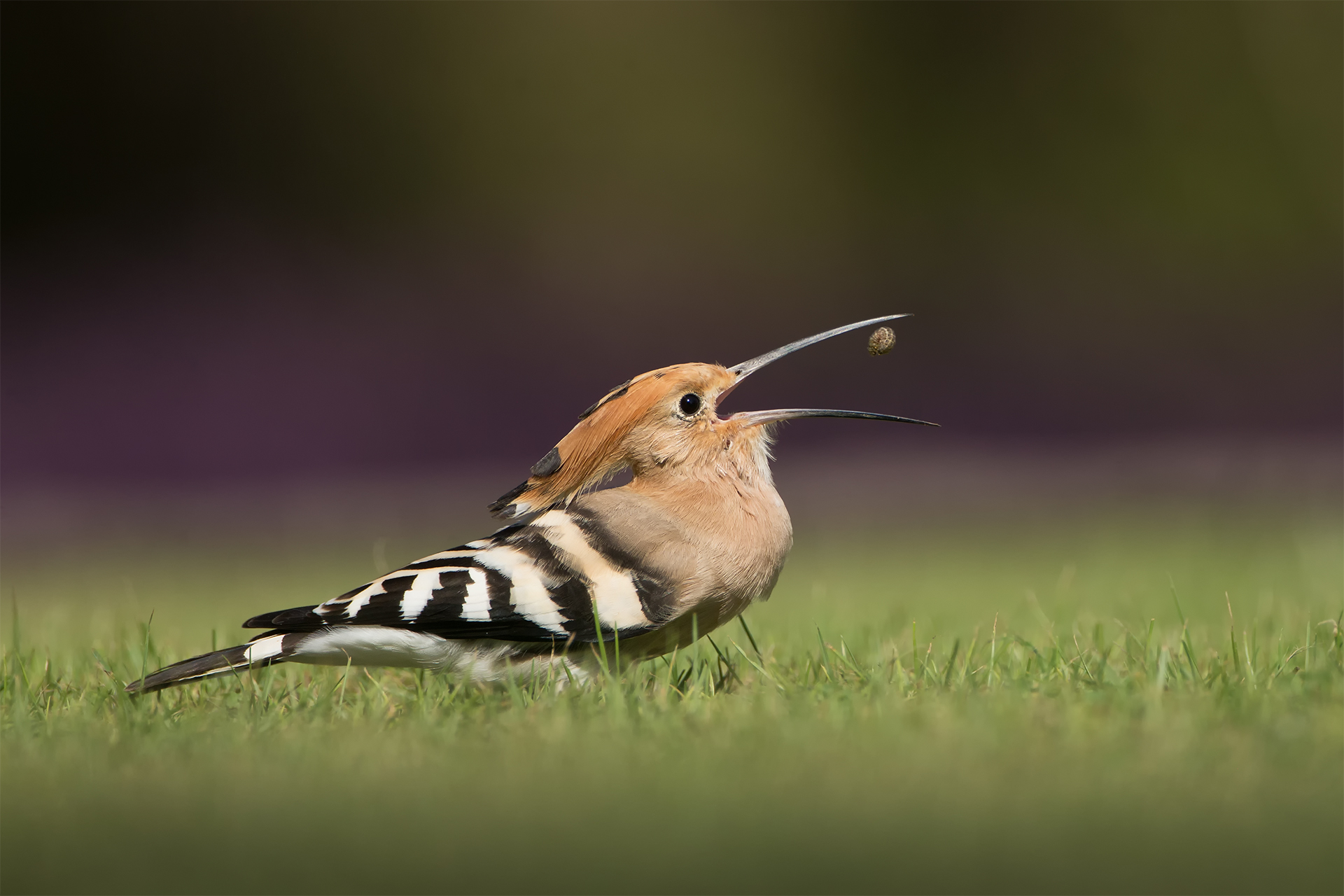Upupa epops (Eurasian hoopoe)