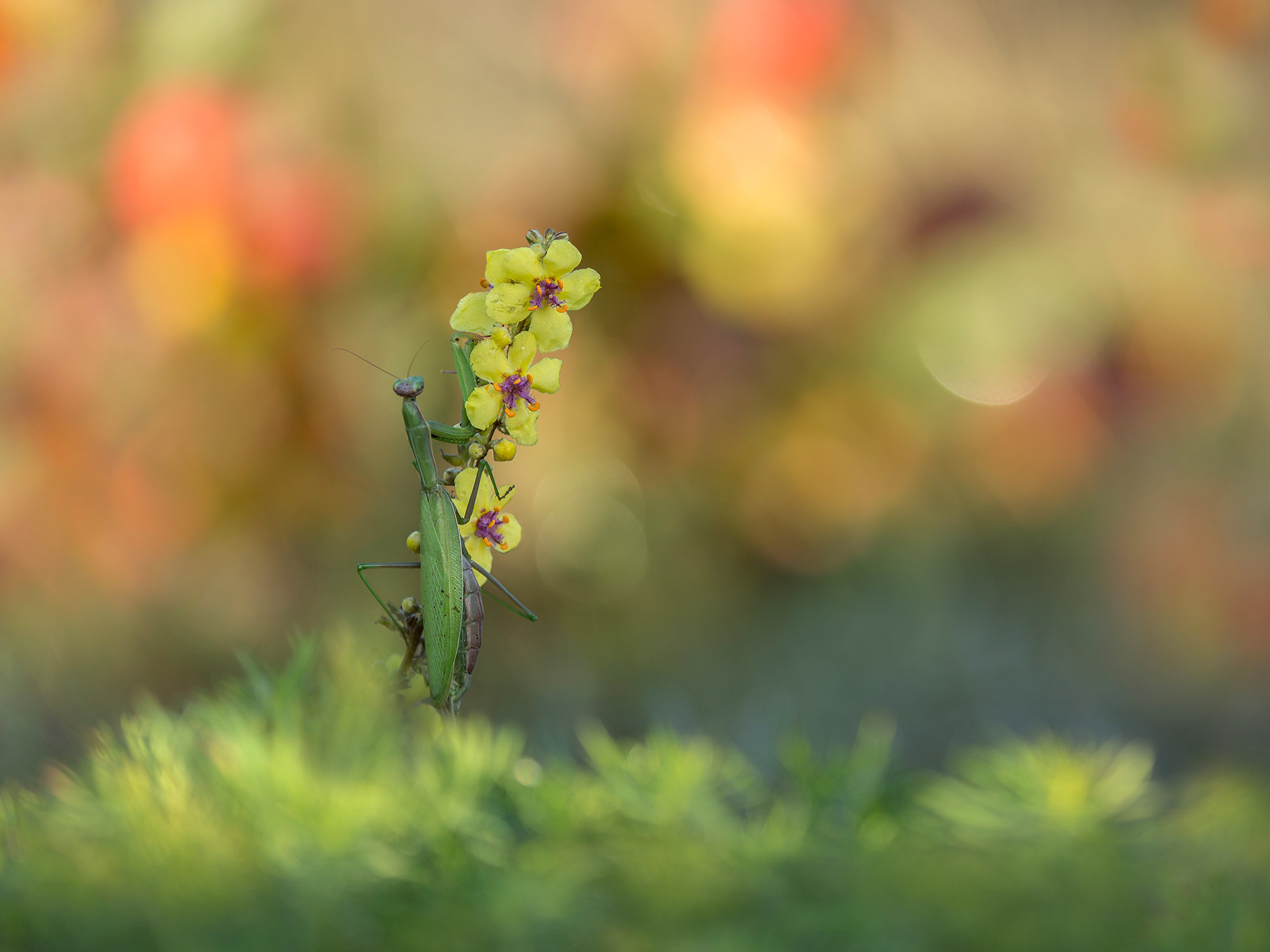mantis autumn
