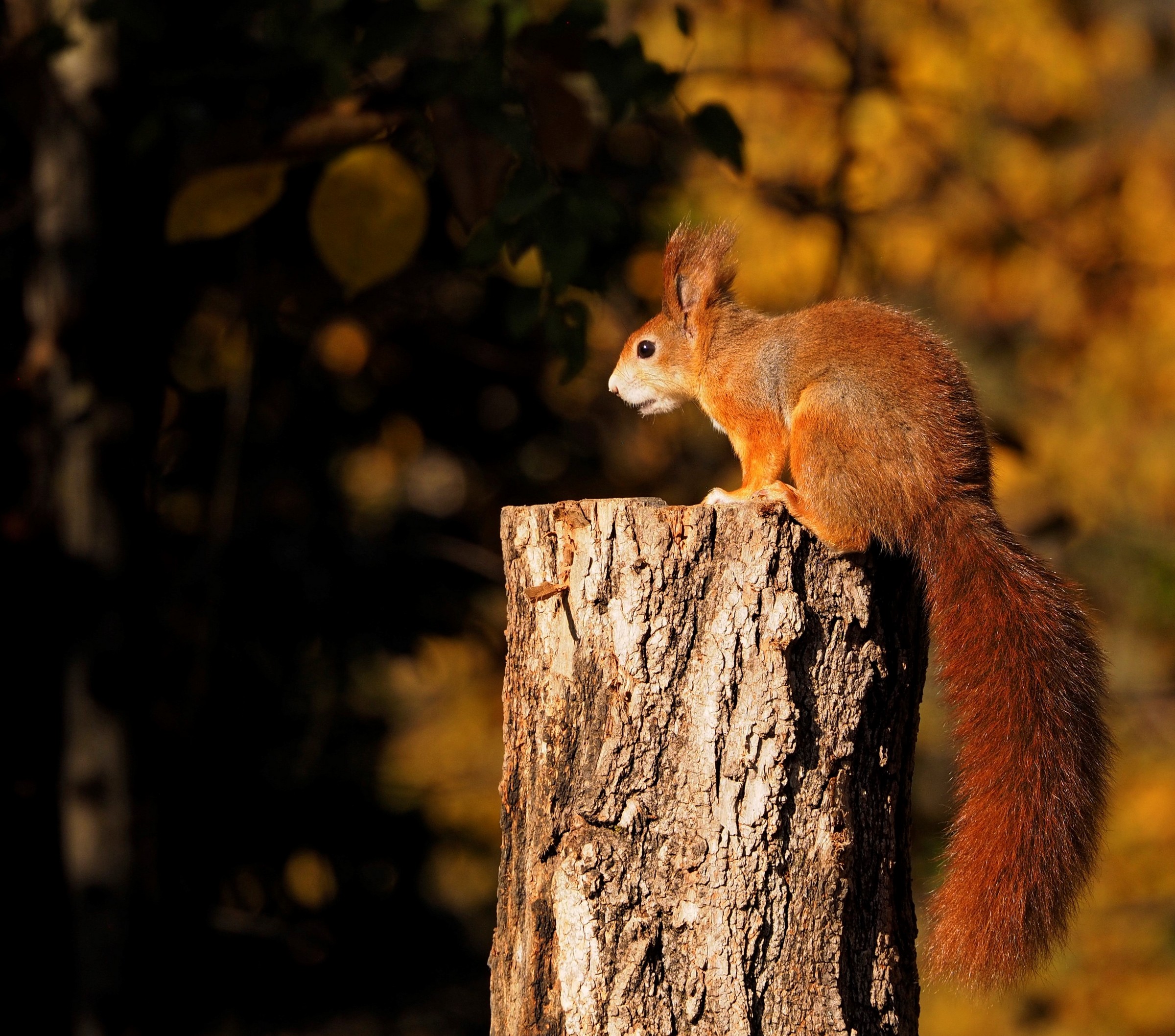 L'oro-ramato del bosco
