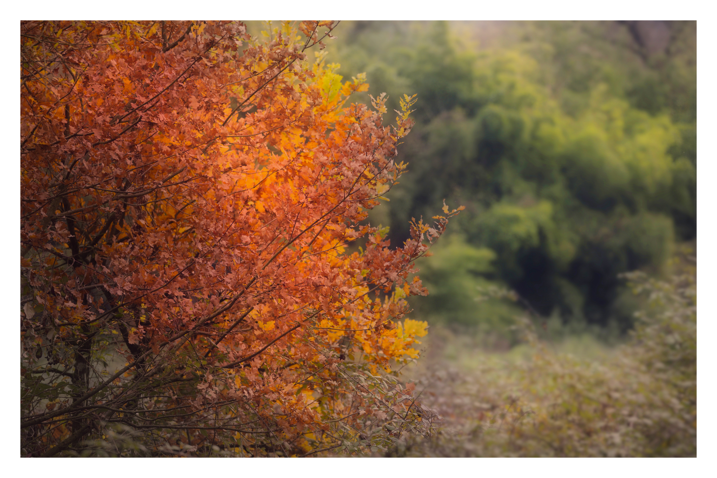 Autunno, autunno, autunno