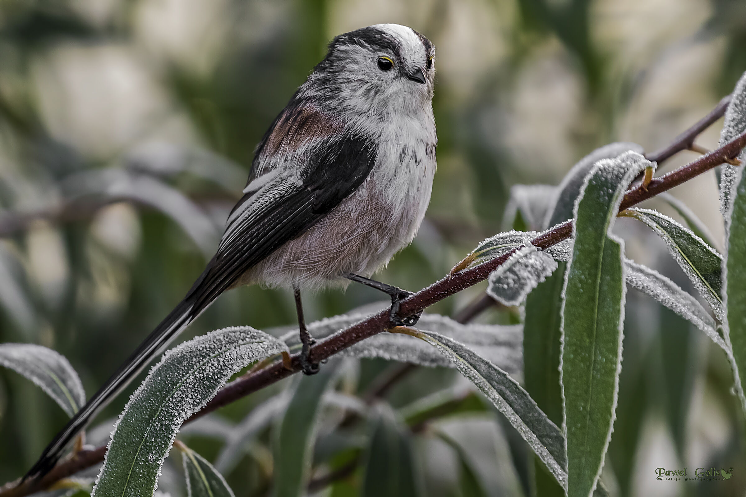 Long-tailed bushtit (Aegithalos caudatus)