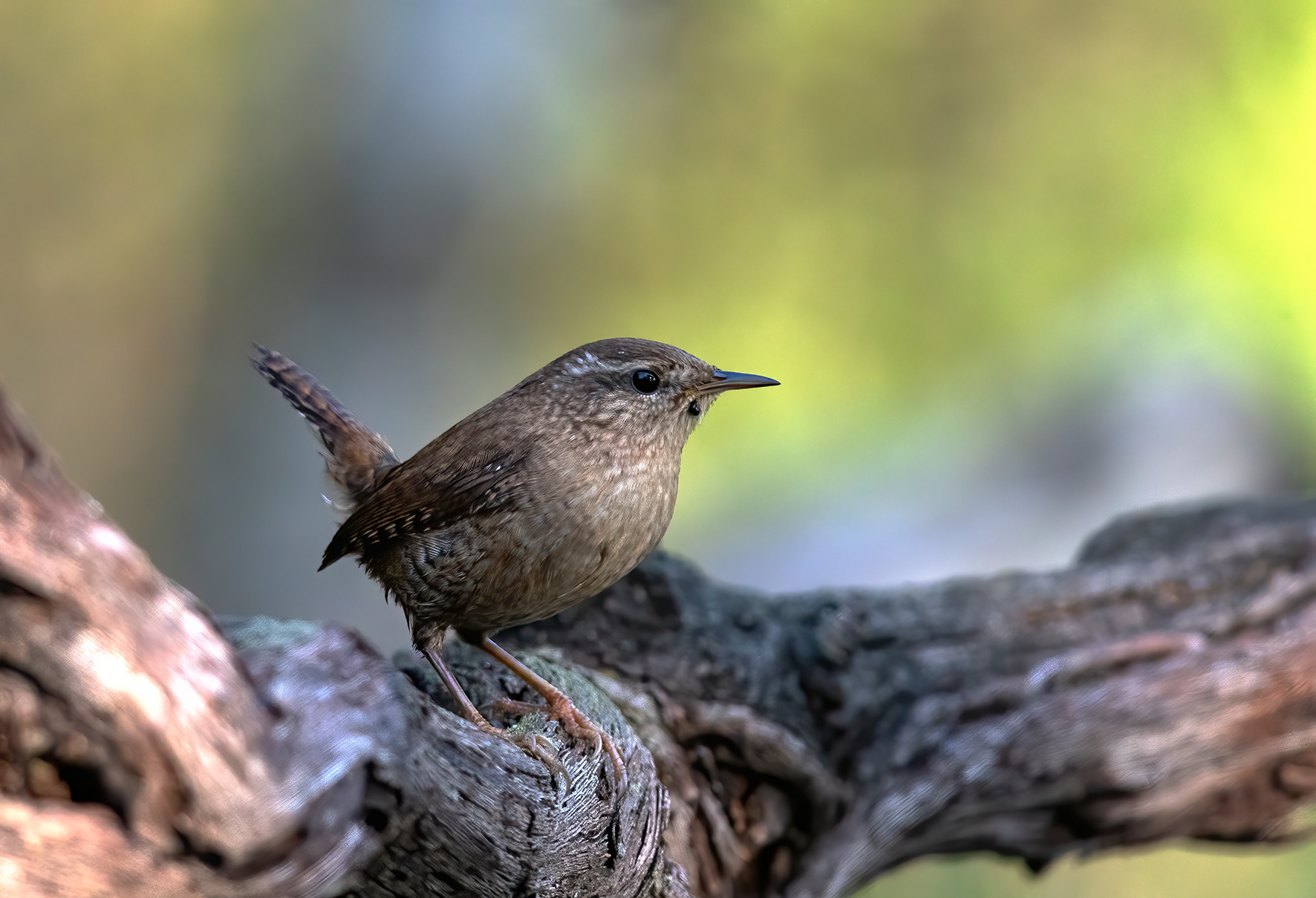 scricciolo con parassita