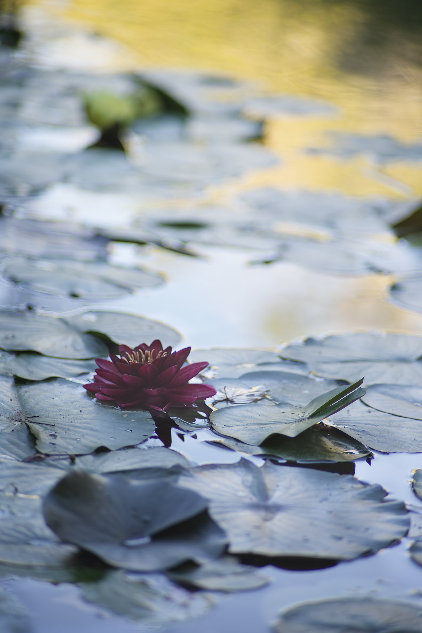 Waterlily