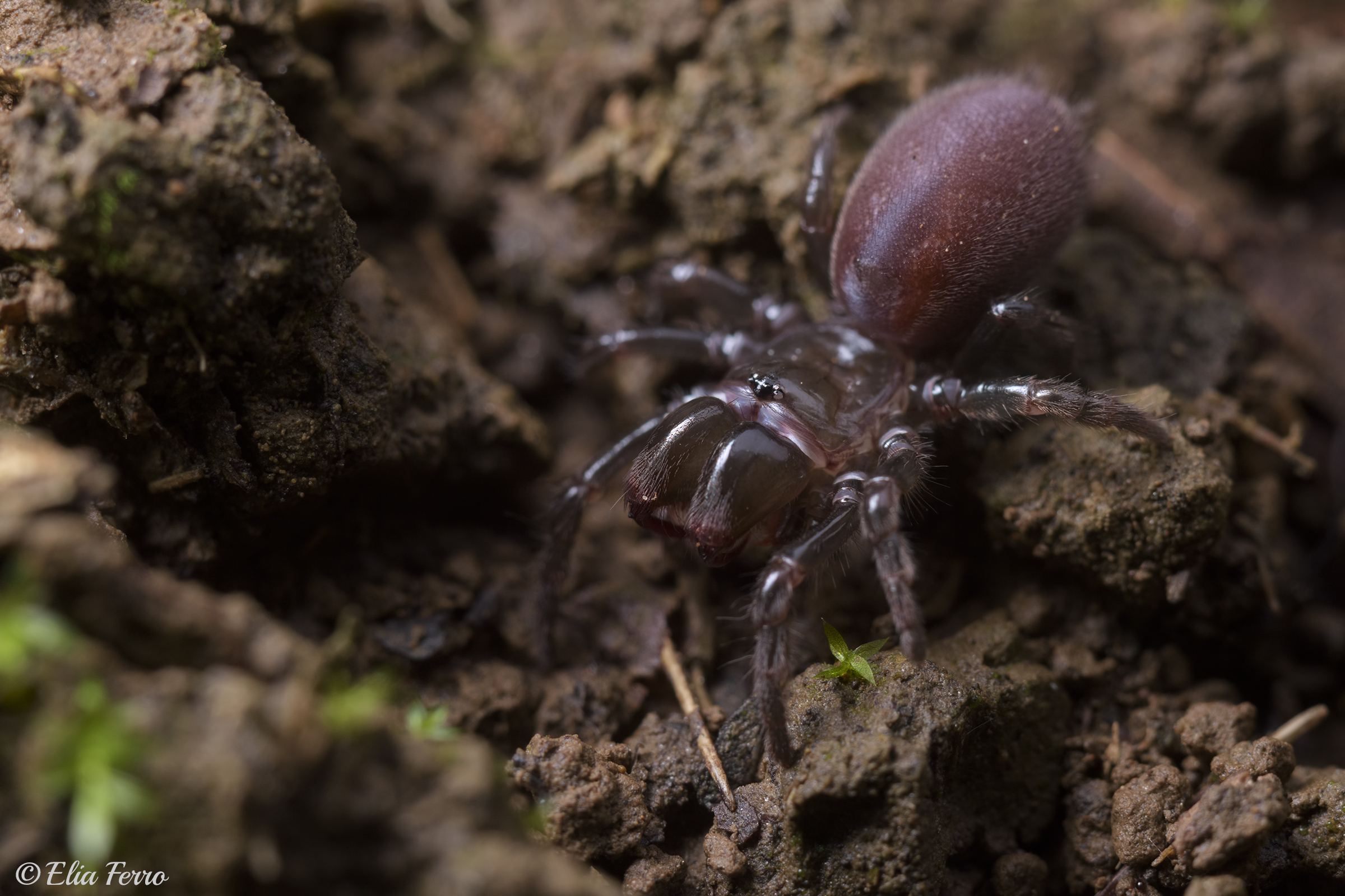 Atypus piceus