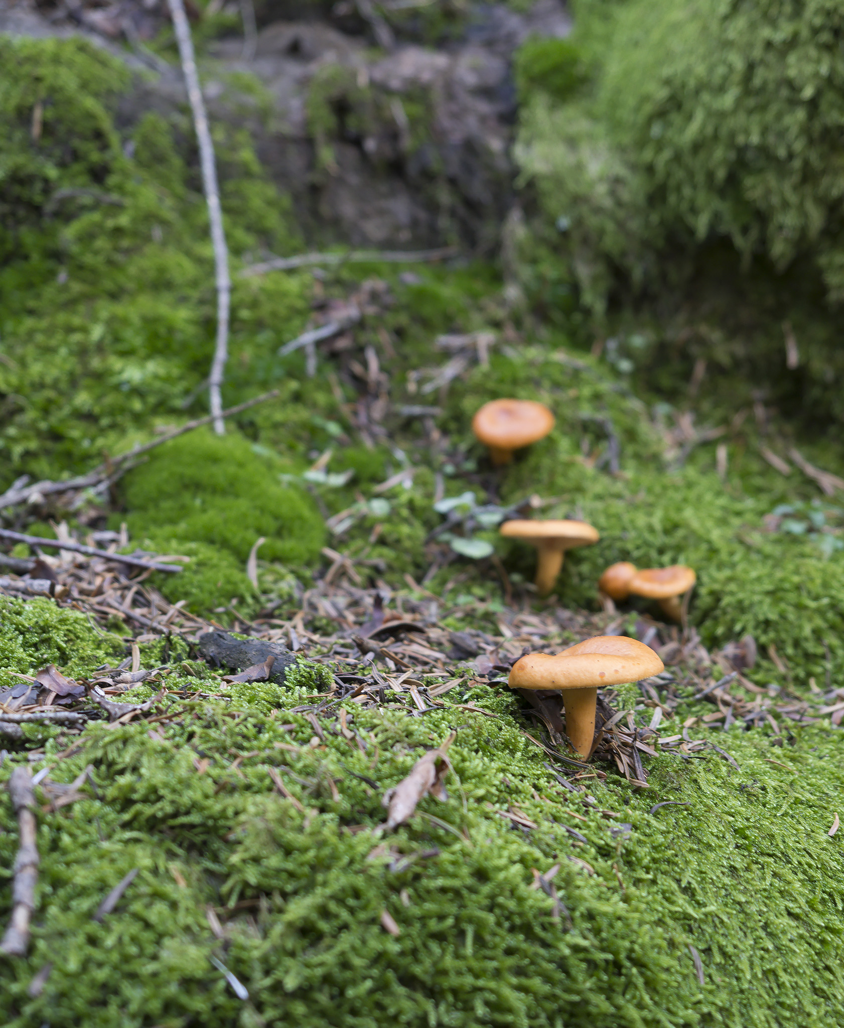 On the trail to Dardagna Falls