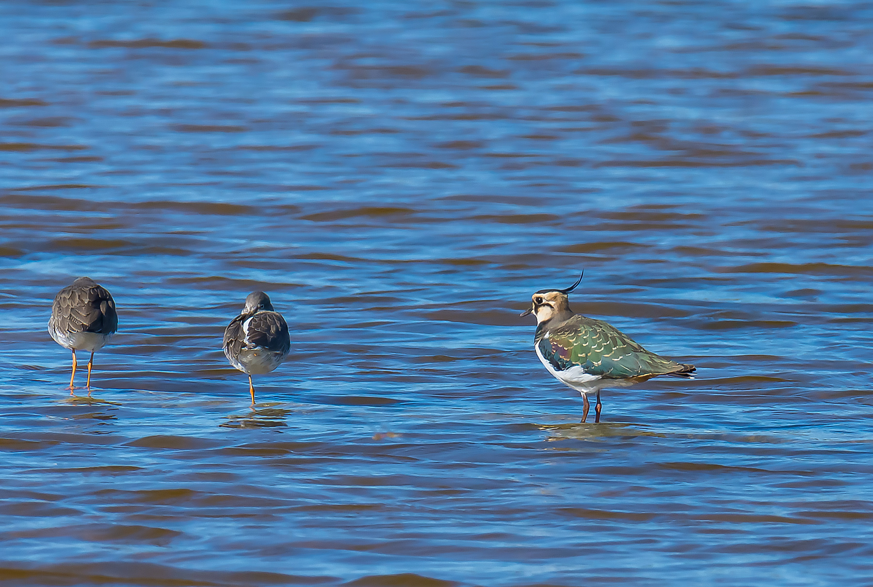 Lapwing