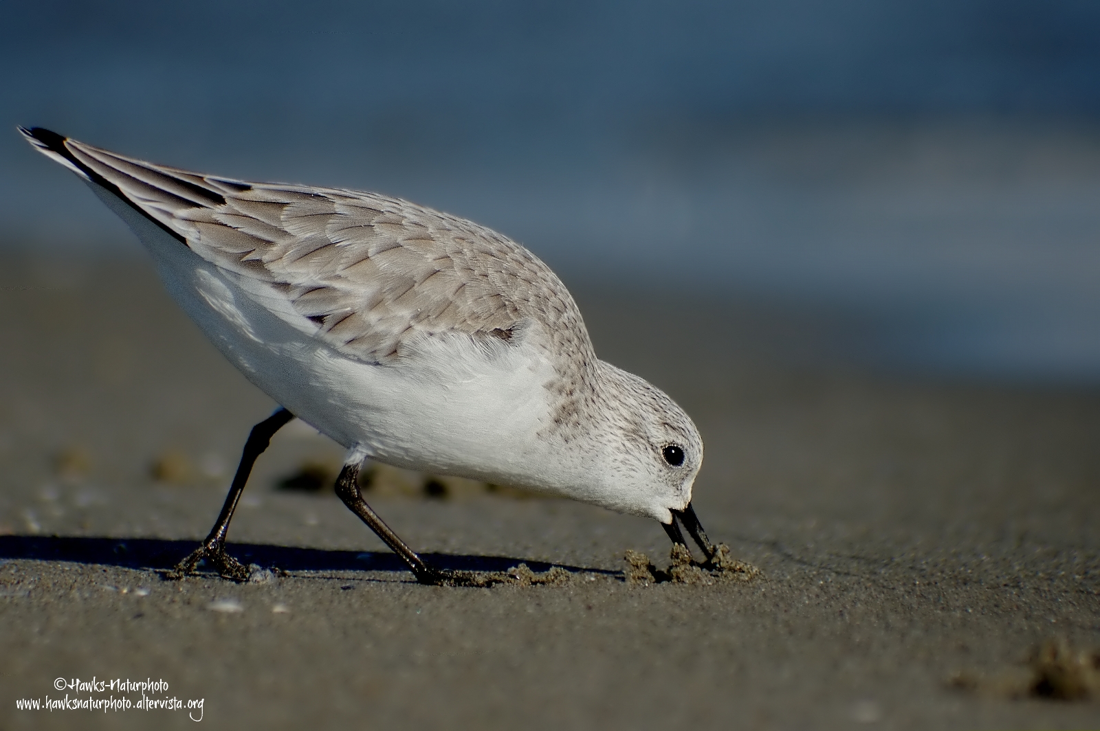 Toed Sandpiper looking for food