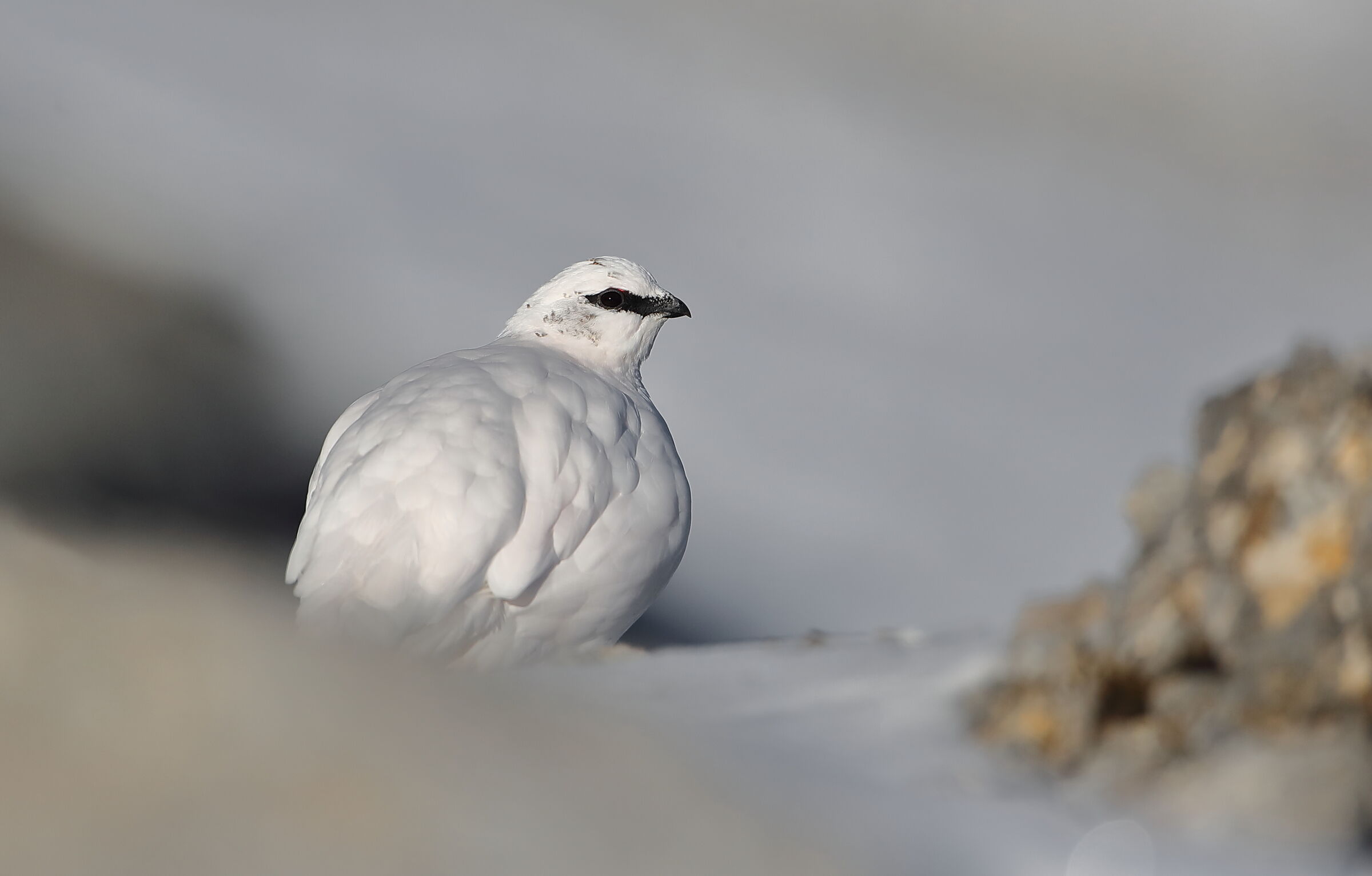 White partridge