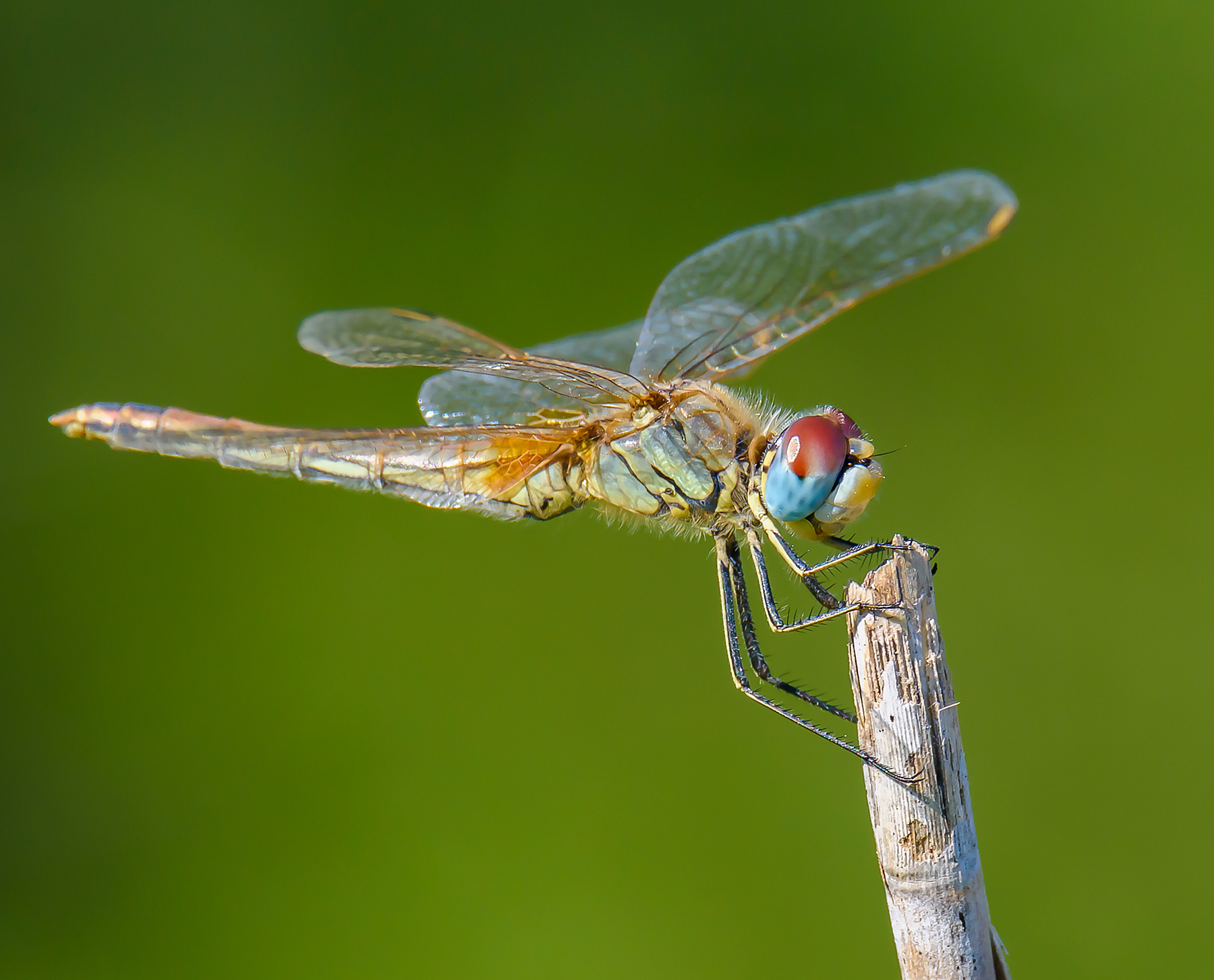 Dragonfly