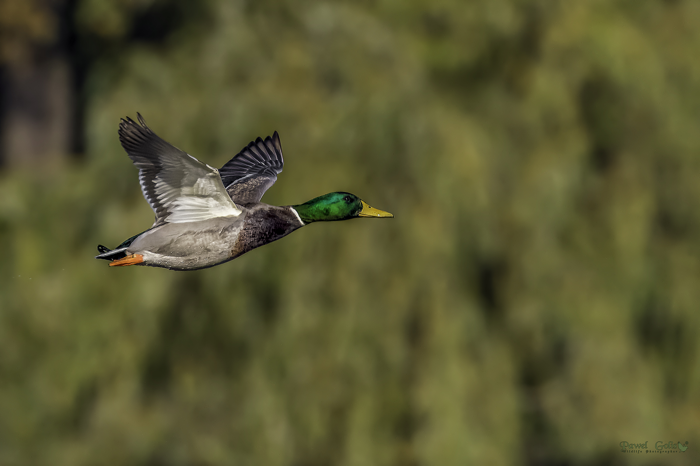 Mallard (Anas platyrhynchos)