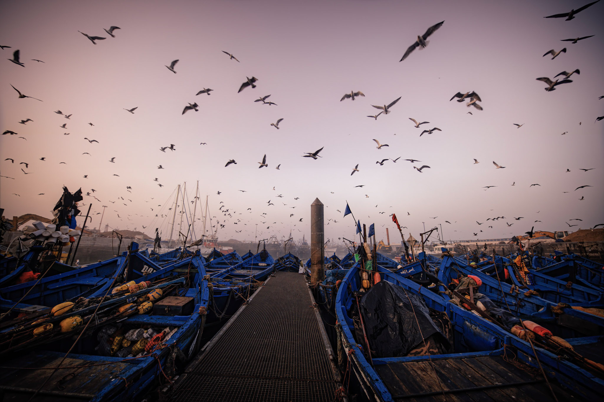 L'uccello mattiniero...