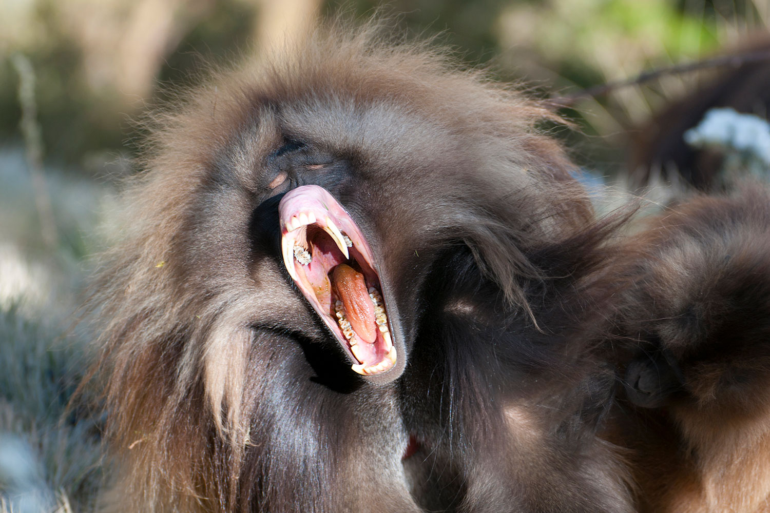 Gelada nelle Simien Mountain