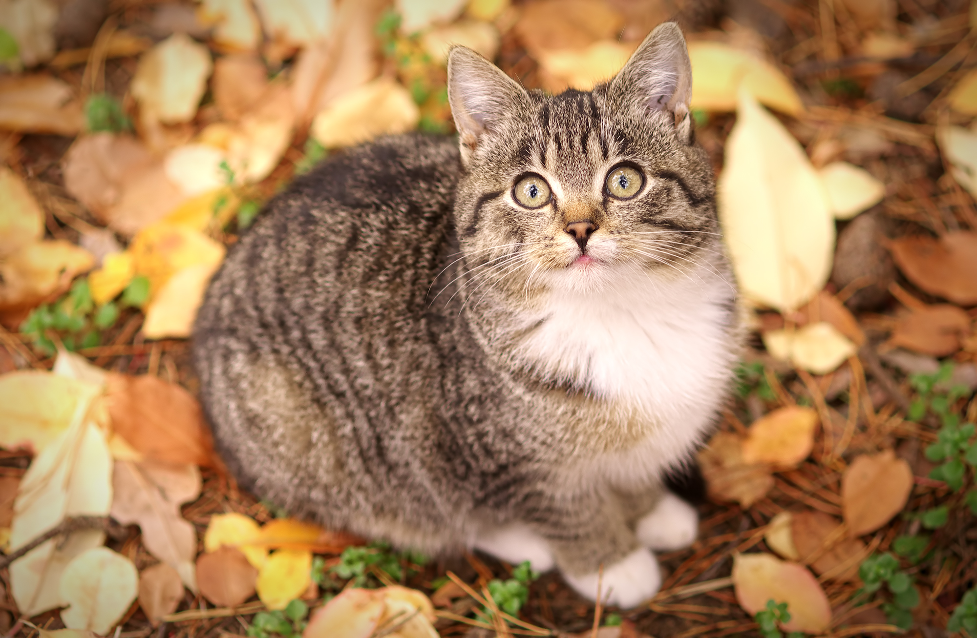 Gatto d'autunno
