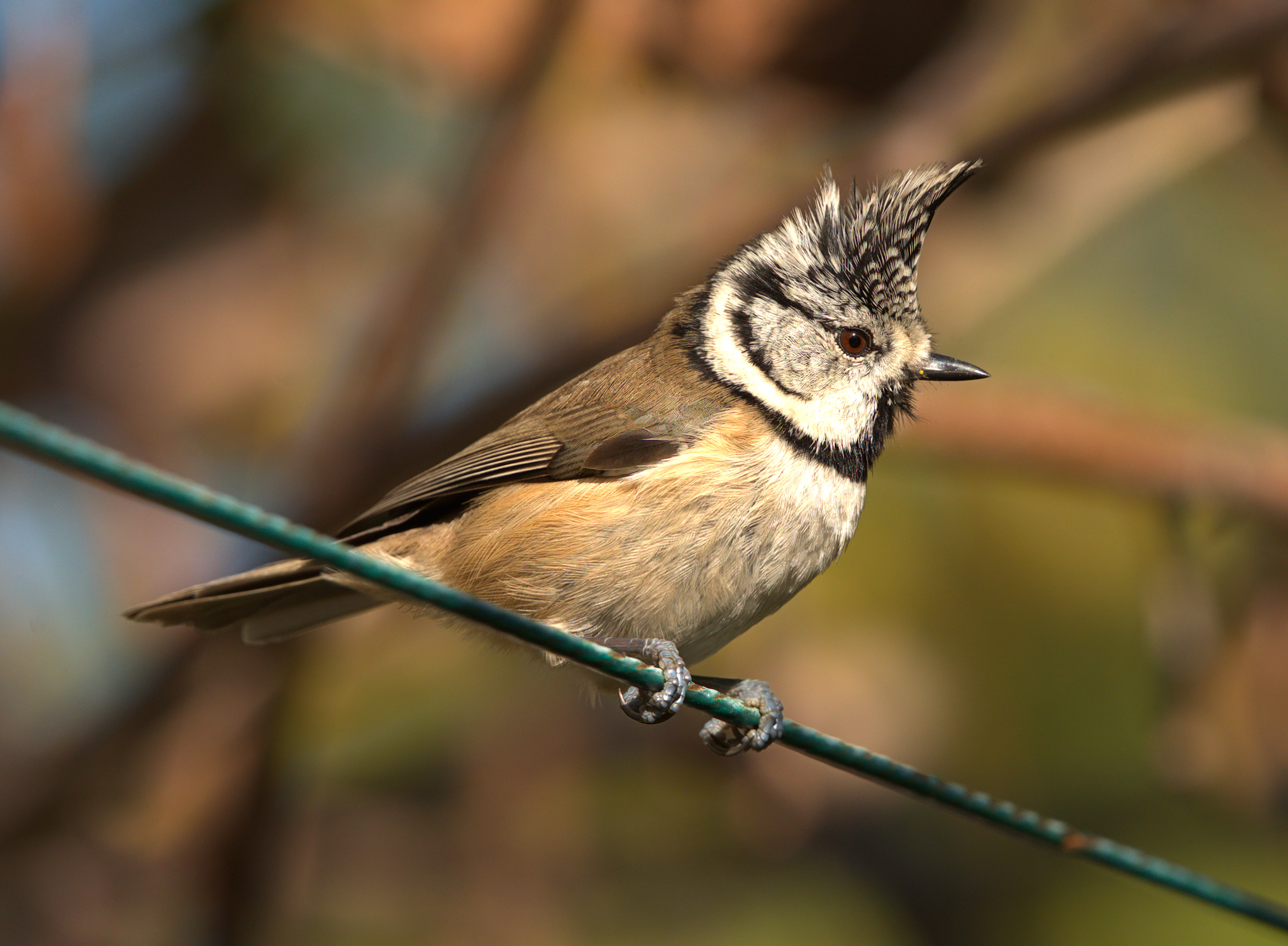 tufted tuft