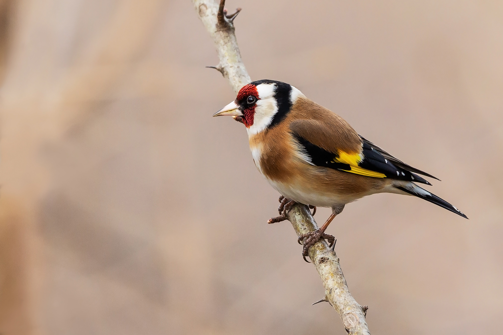 Goldfinch