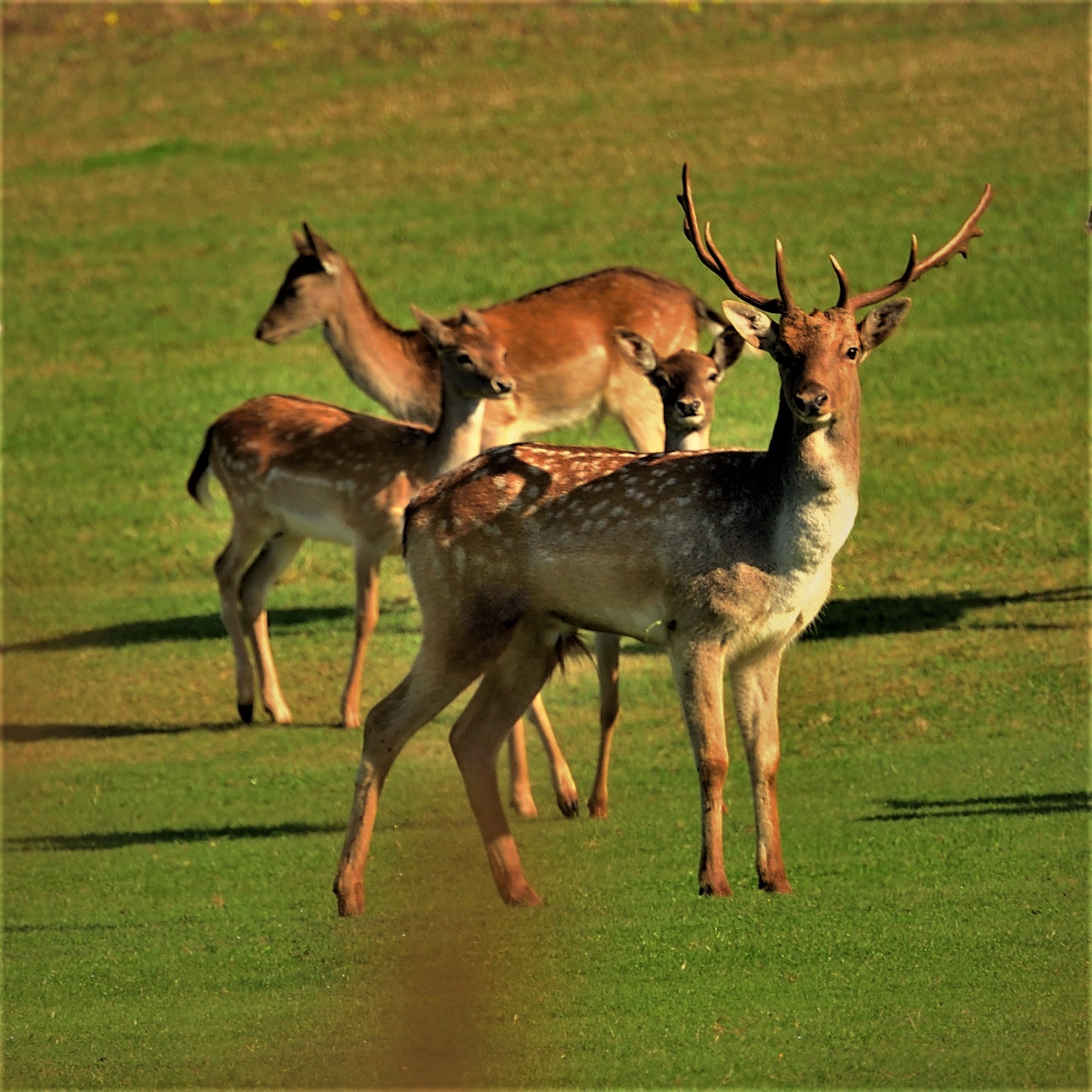 daini:una bella famiglia
