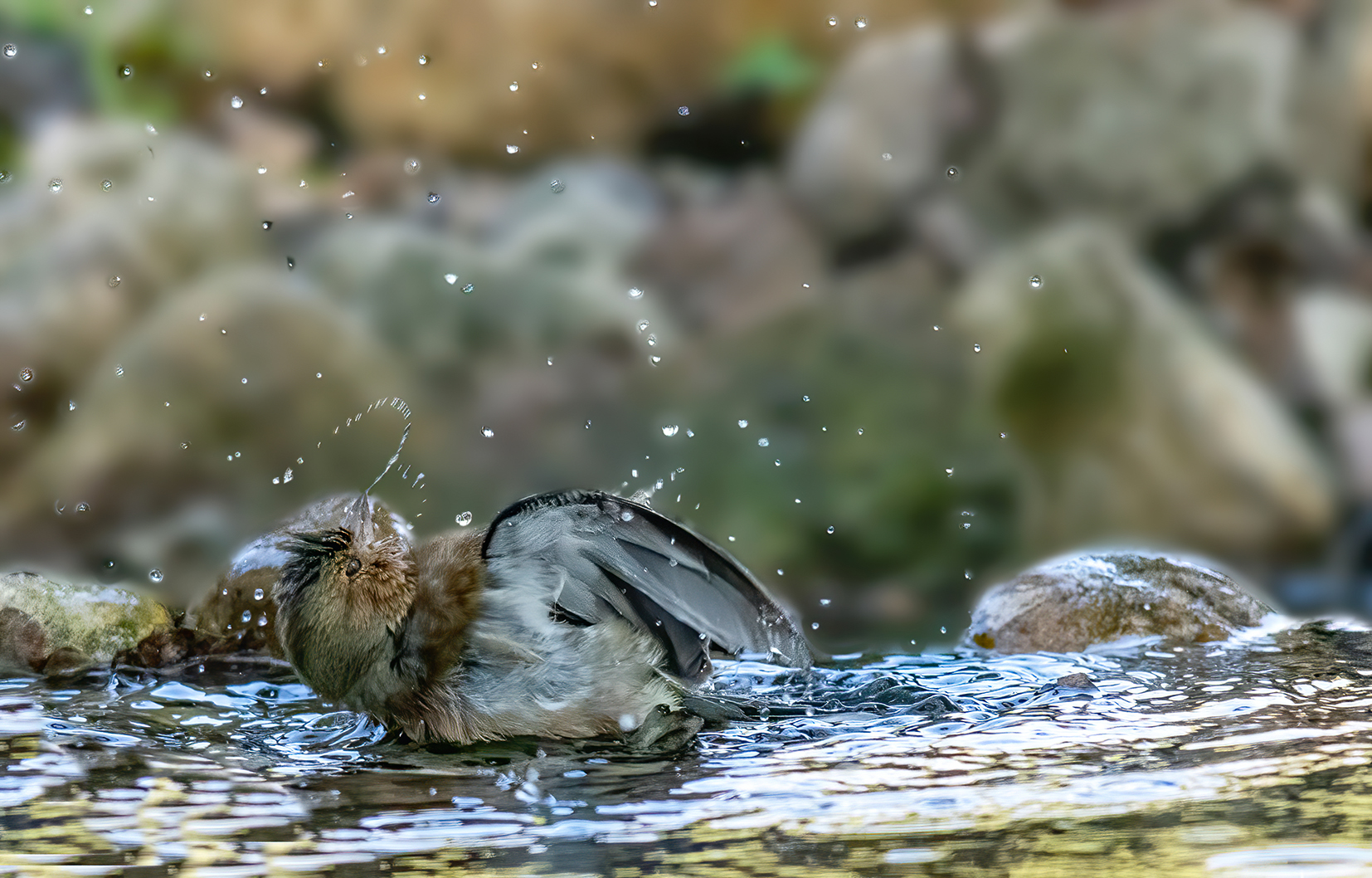 the finch bath