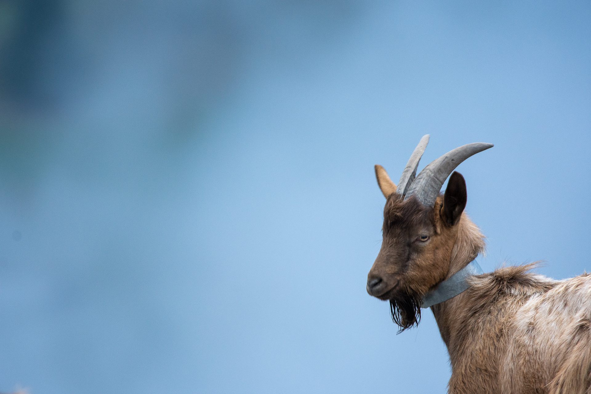 the goat who stares at men